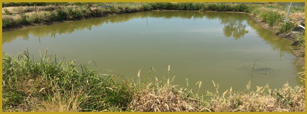 An image of a large mud pond used to raise koi fish.