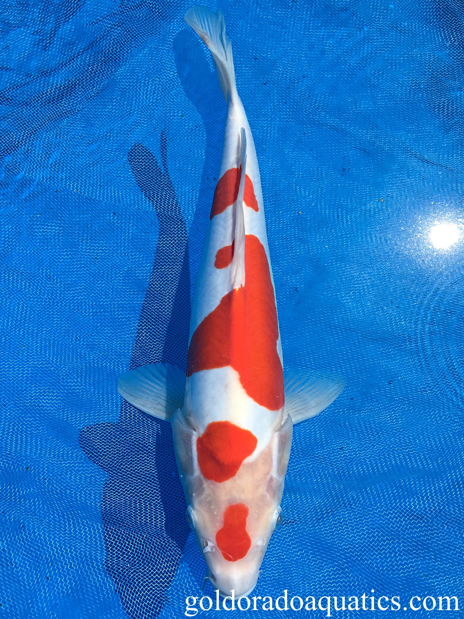 Image of a Kohaku koi fish. A fish consisting of a white base with red patterns and scaleless skin.