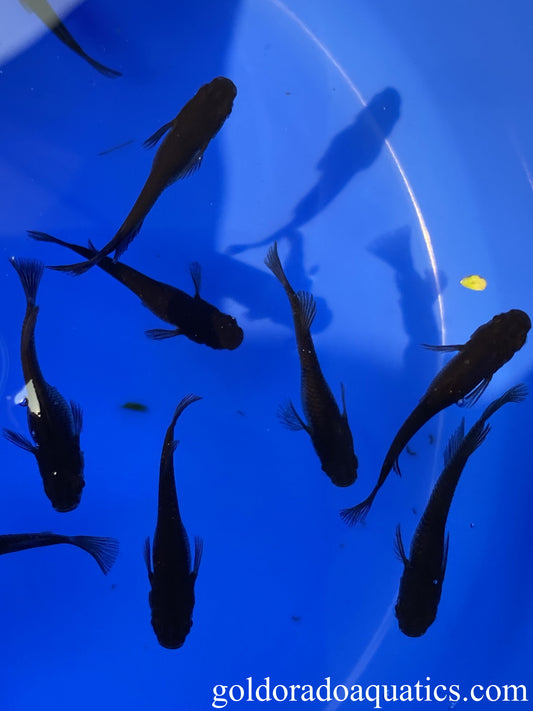An image of a shoal of black Japanese rice fish.