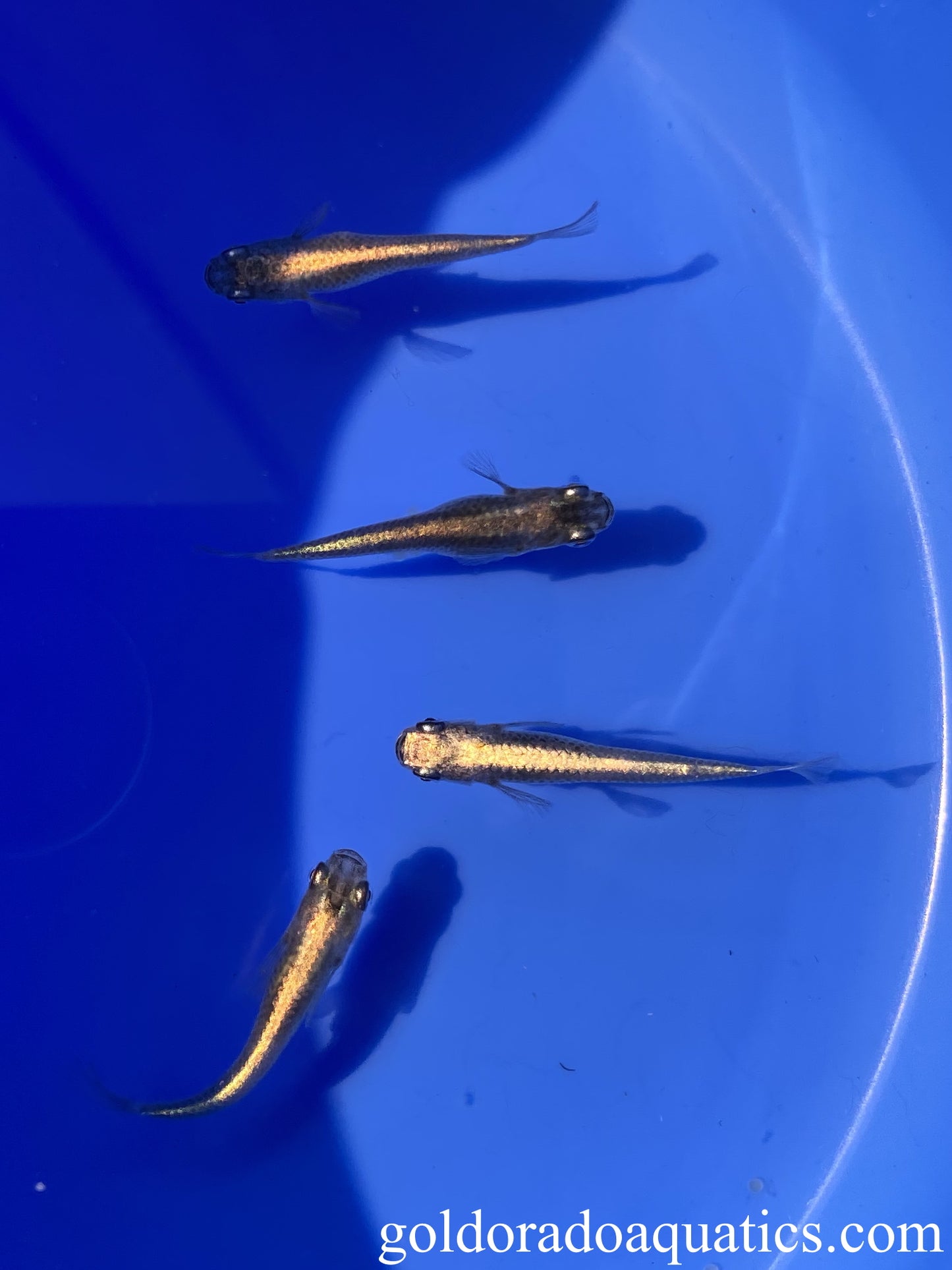 An image of a shoal of black metallic Japanese rice fish.