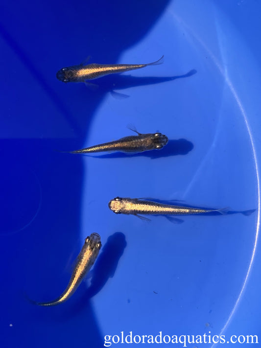 An image of a shoal of black metallic Japanese rice fish.
