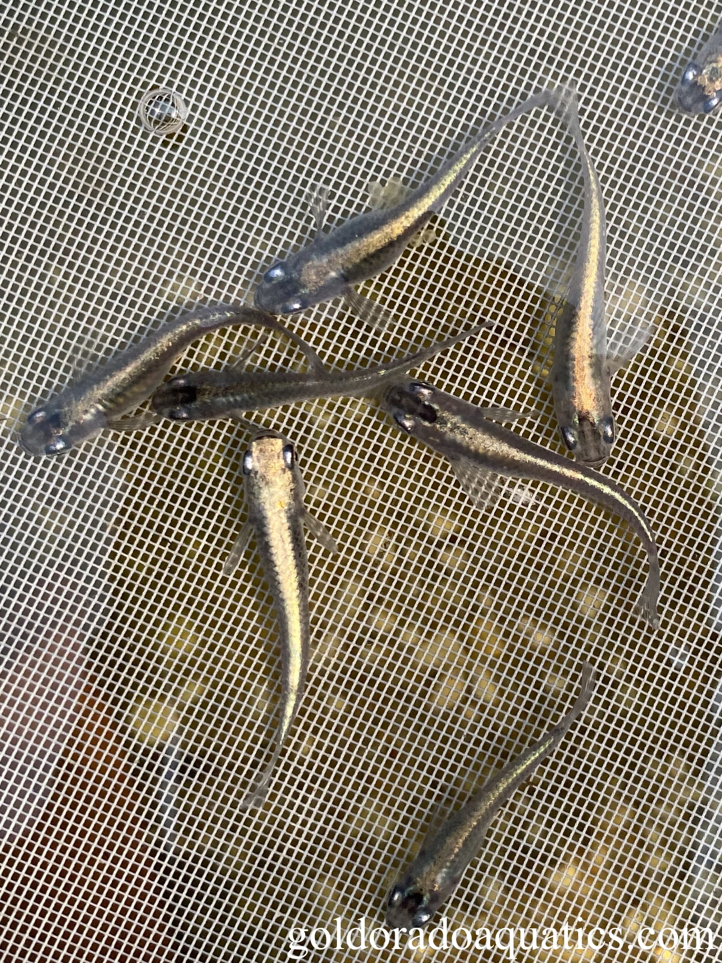 A net full of Black Ryusei Miyuki Medaka or rice fish with metallic black body.