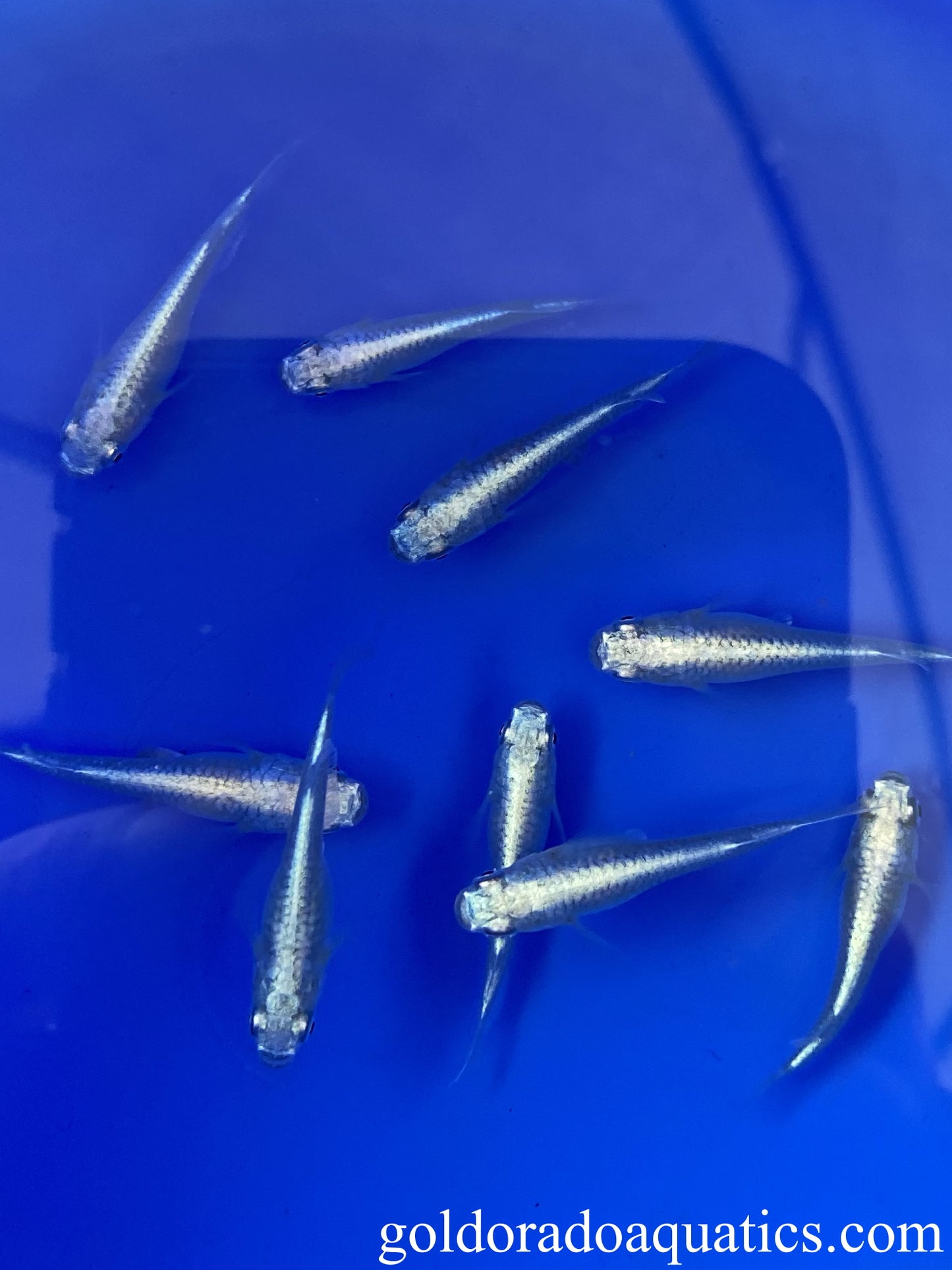 An image of a shoal of blue metallic Japanese rice fish.