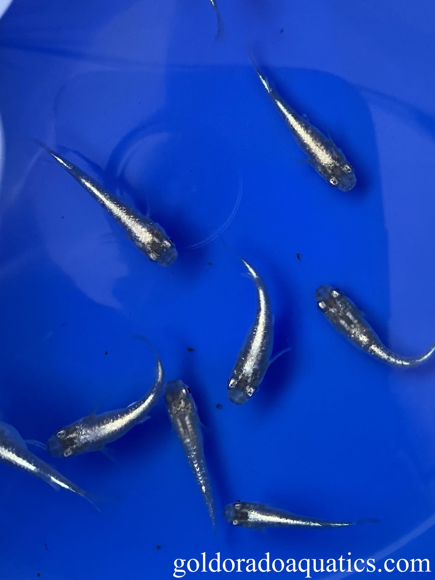 An image of a shoal of diamond scaled blue metallic Japanese rice fish.