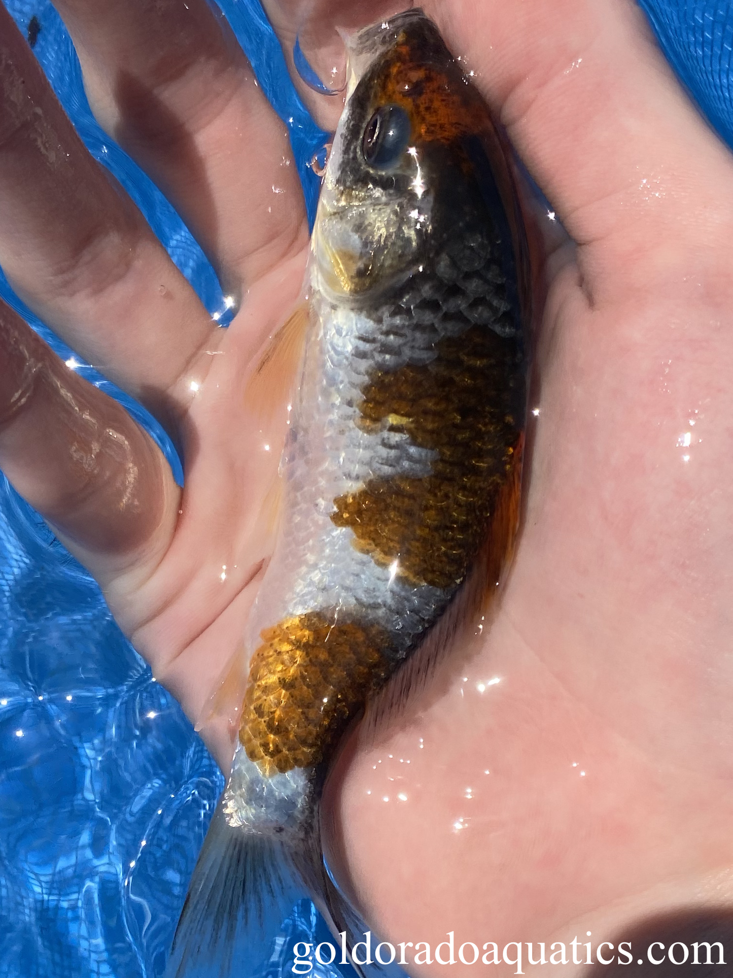 Goshiki Koi Fish side view