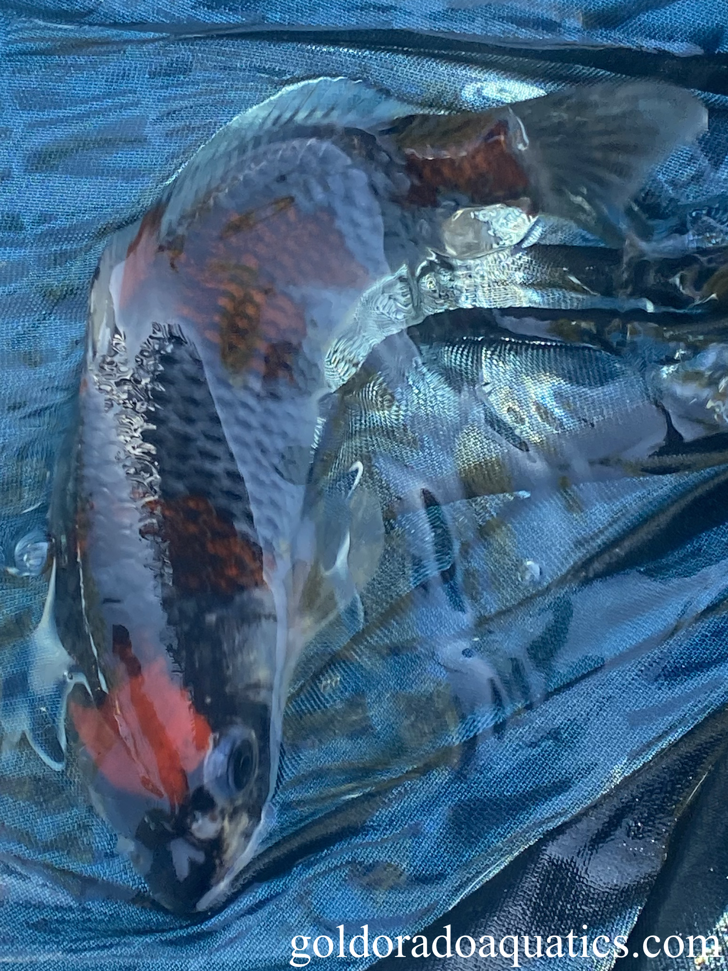 A goshiki koi fish.