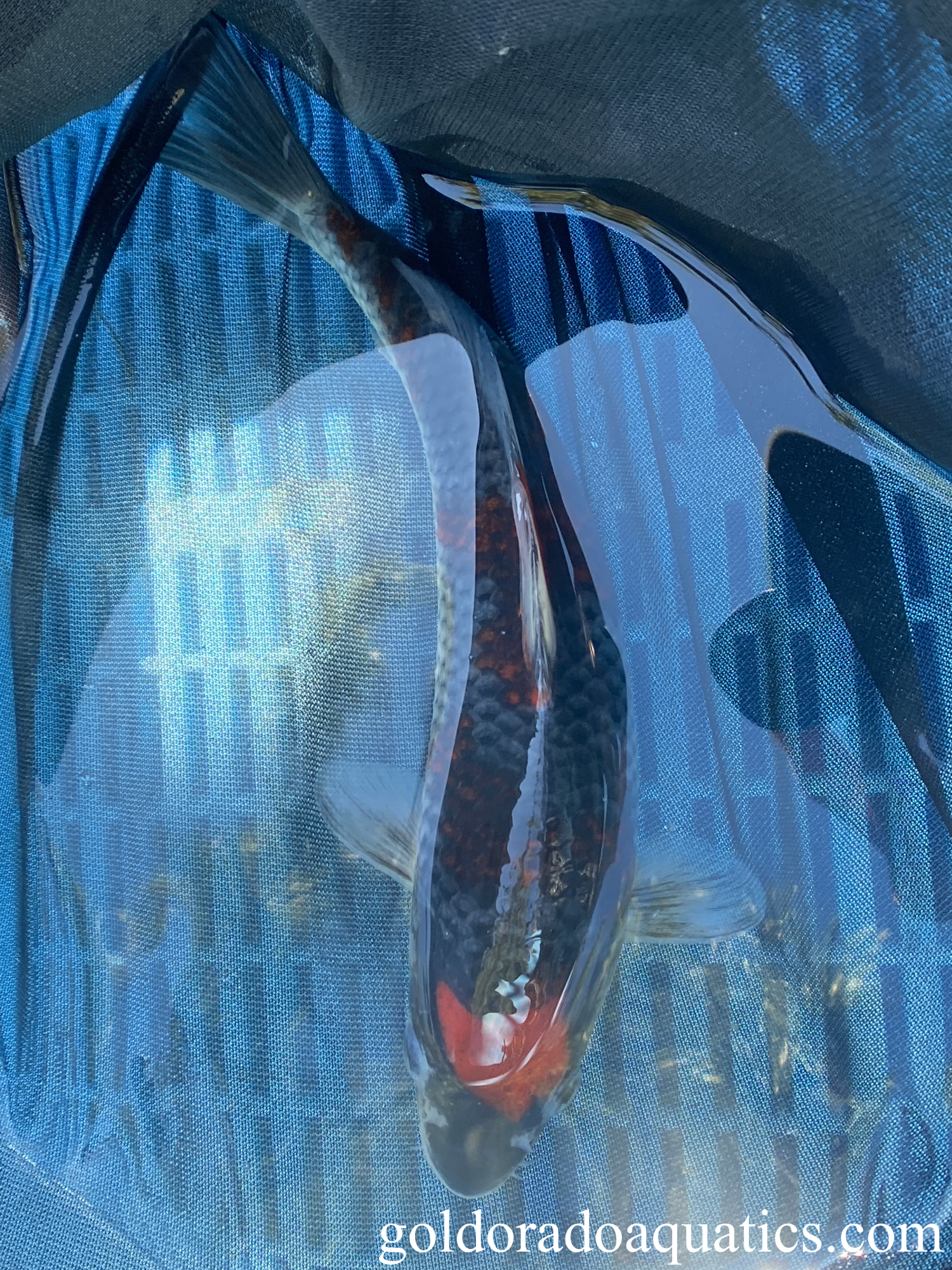 A goshiki koi fish.