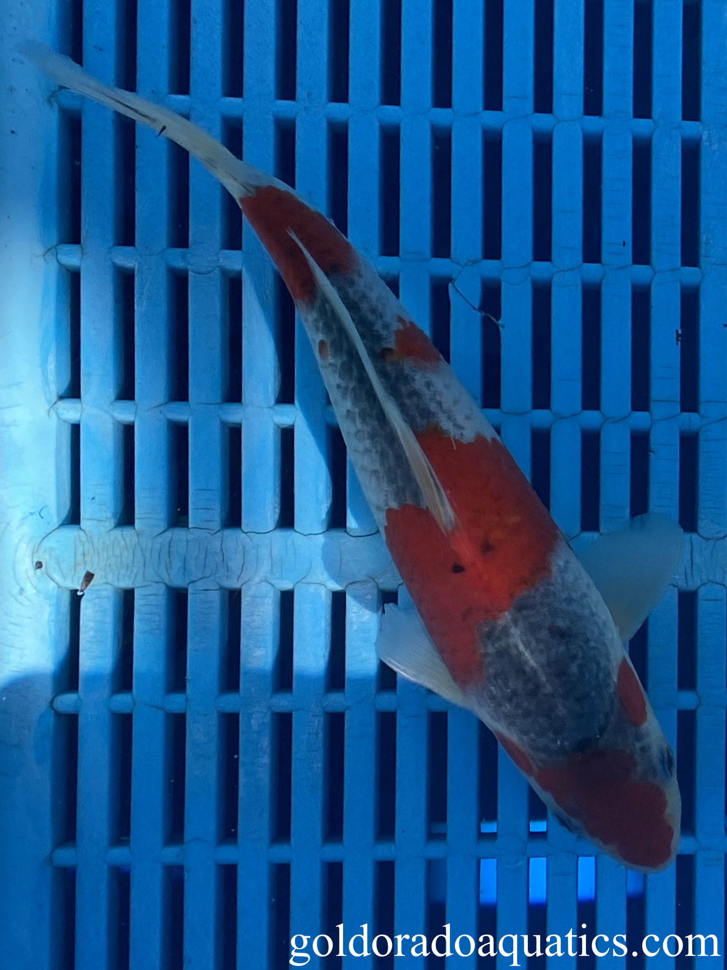 A goshiki koi fish.