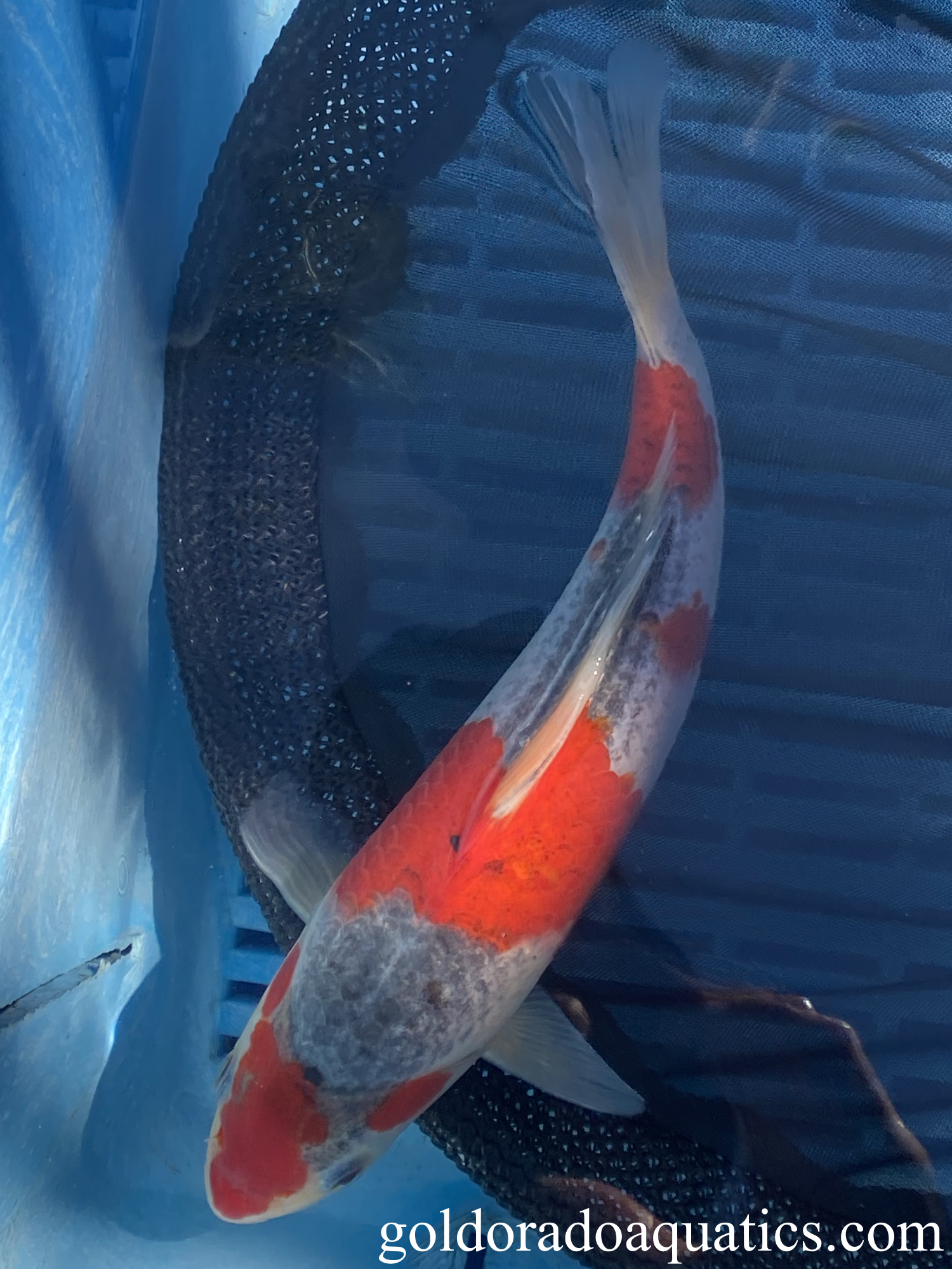 A goshiki koi fish.