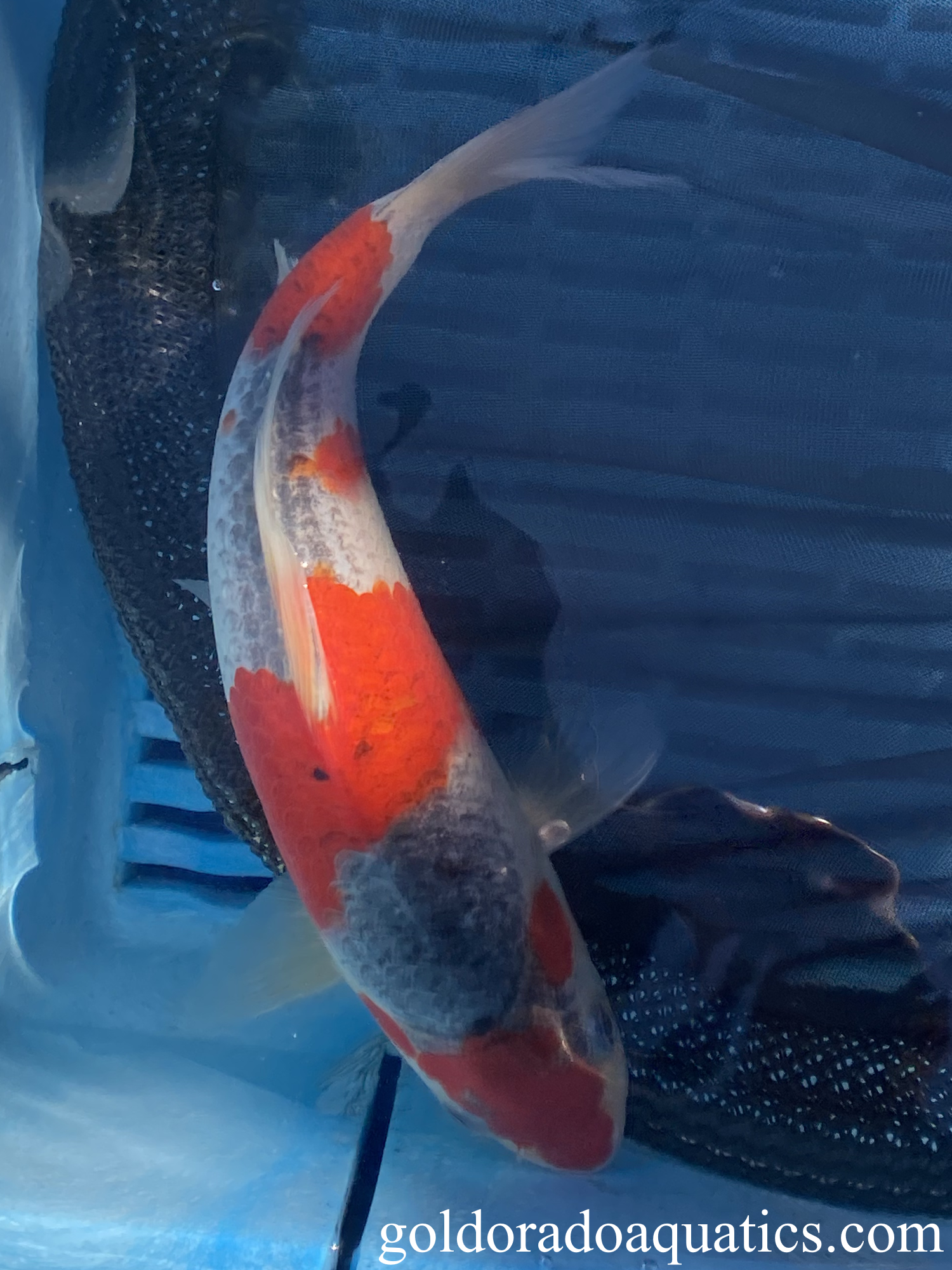 A goshiki koi fish.
