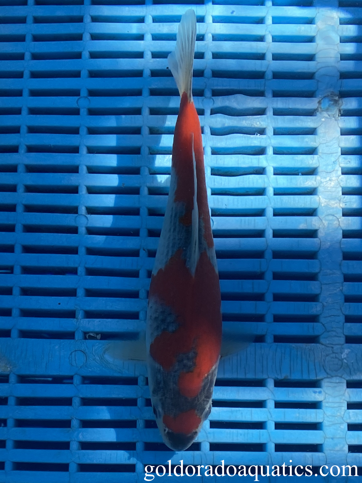 A goshiki koi fish.