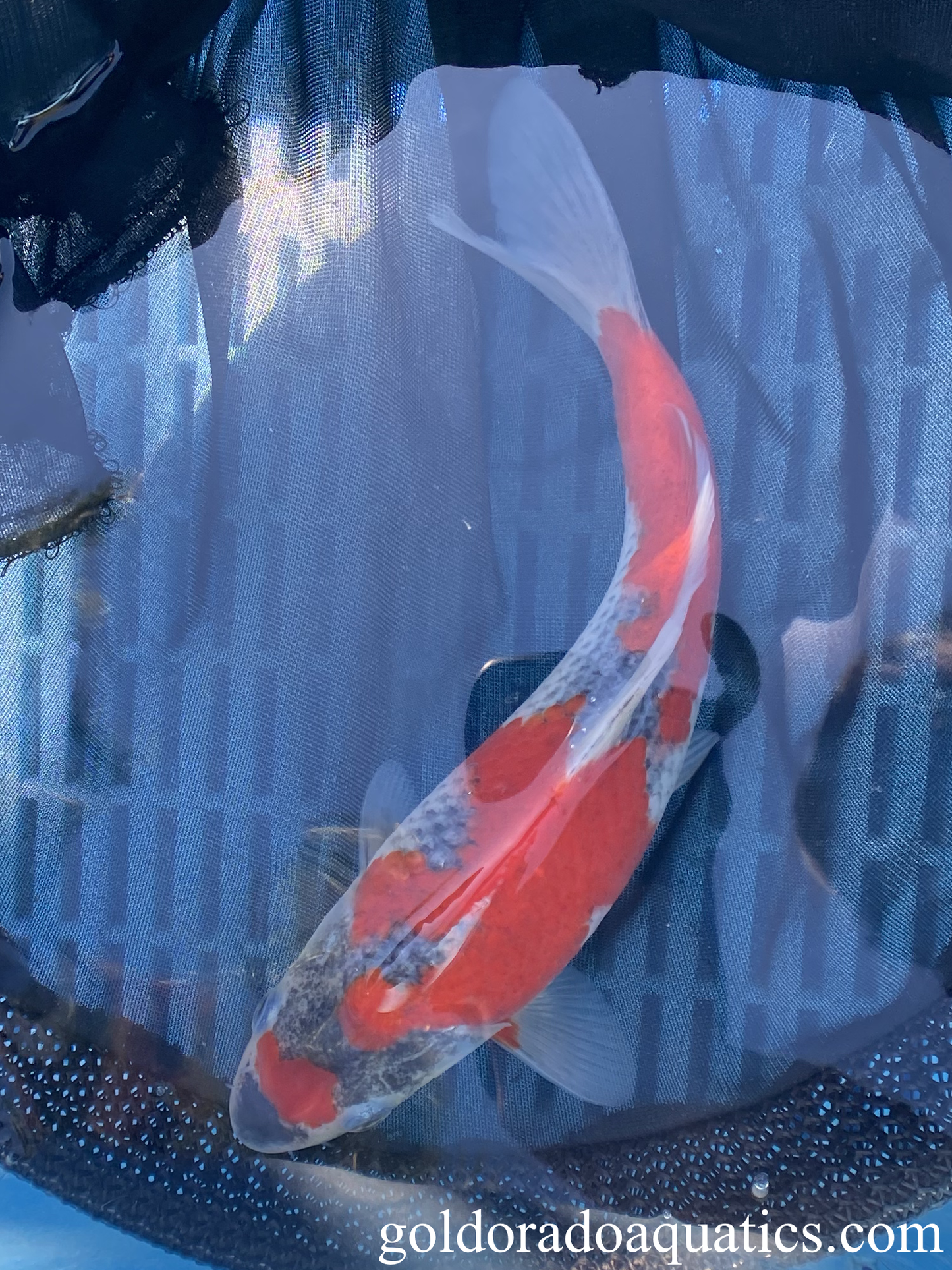 A goshiki koi fish.