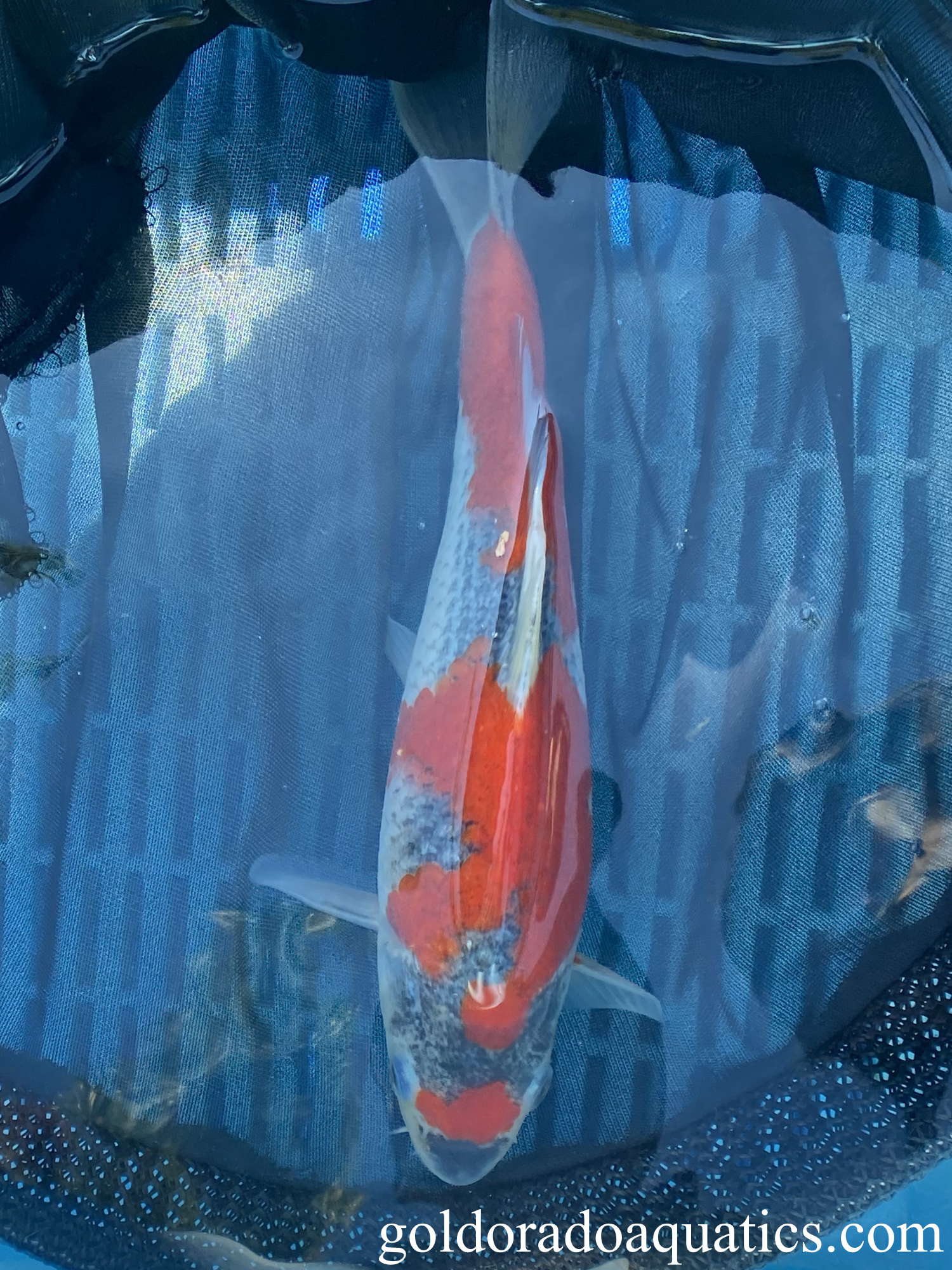 A goshiki koi fish.