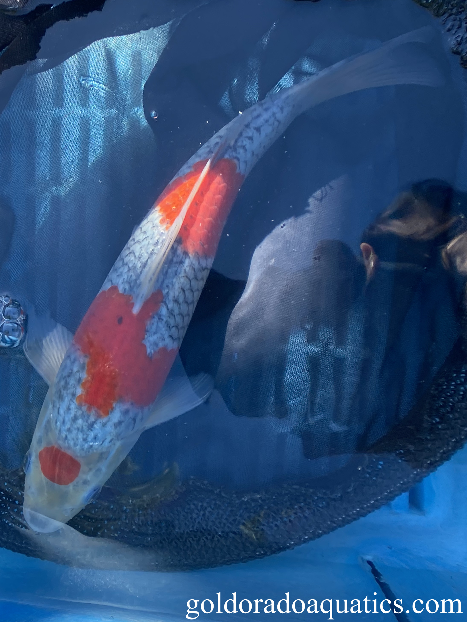 A goshiki koi fish.
