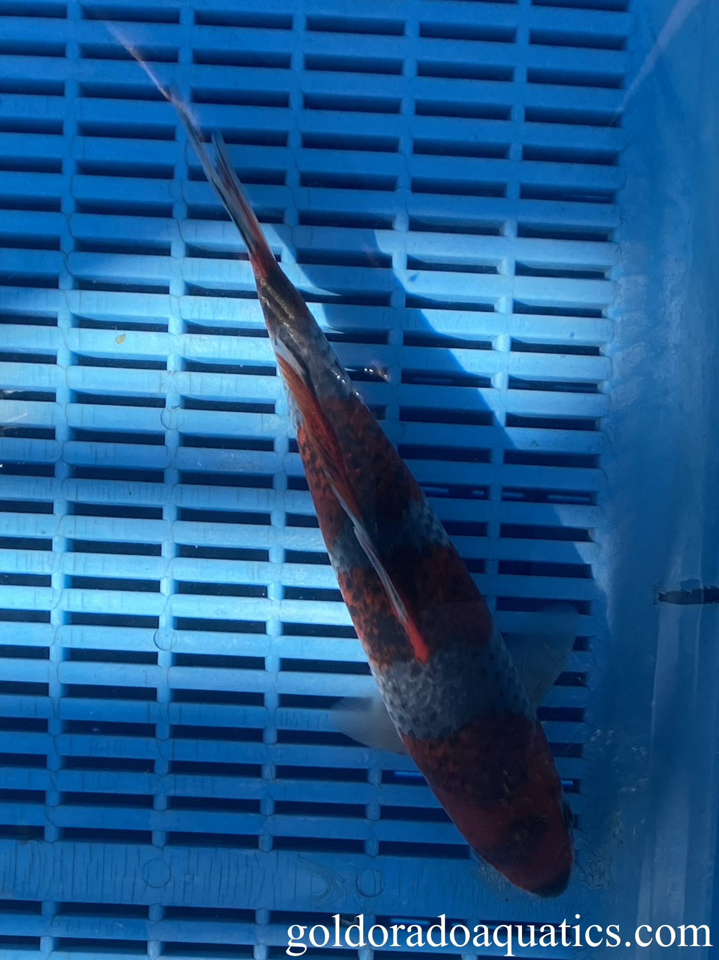 A Goshiki koi fish.