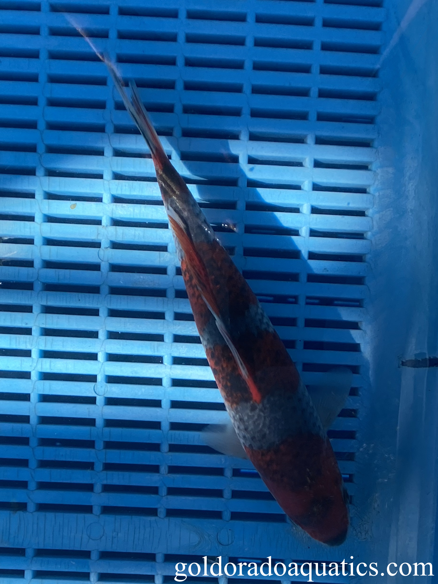 A Goshiki koi fish.