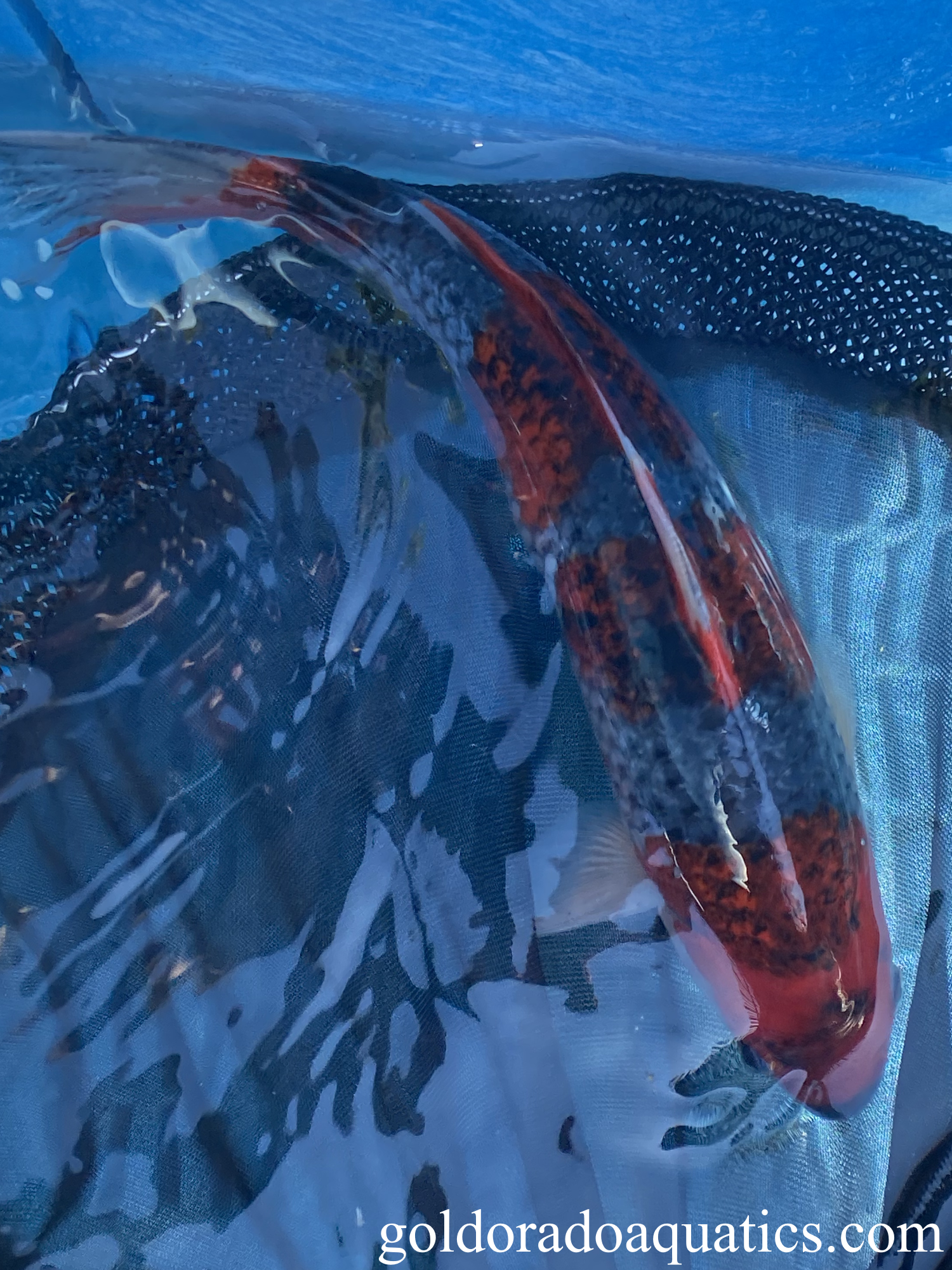 A Goshiki koi fish.