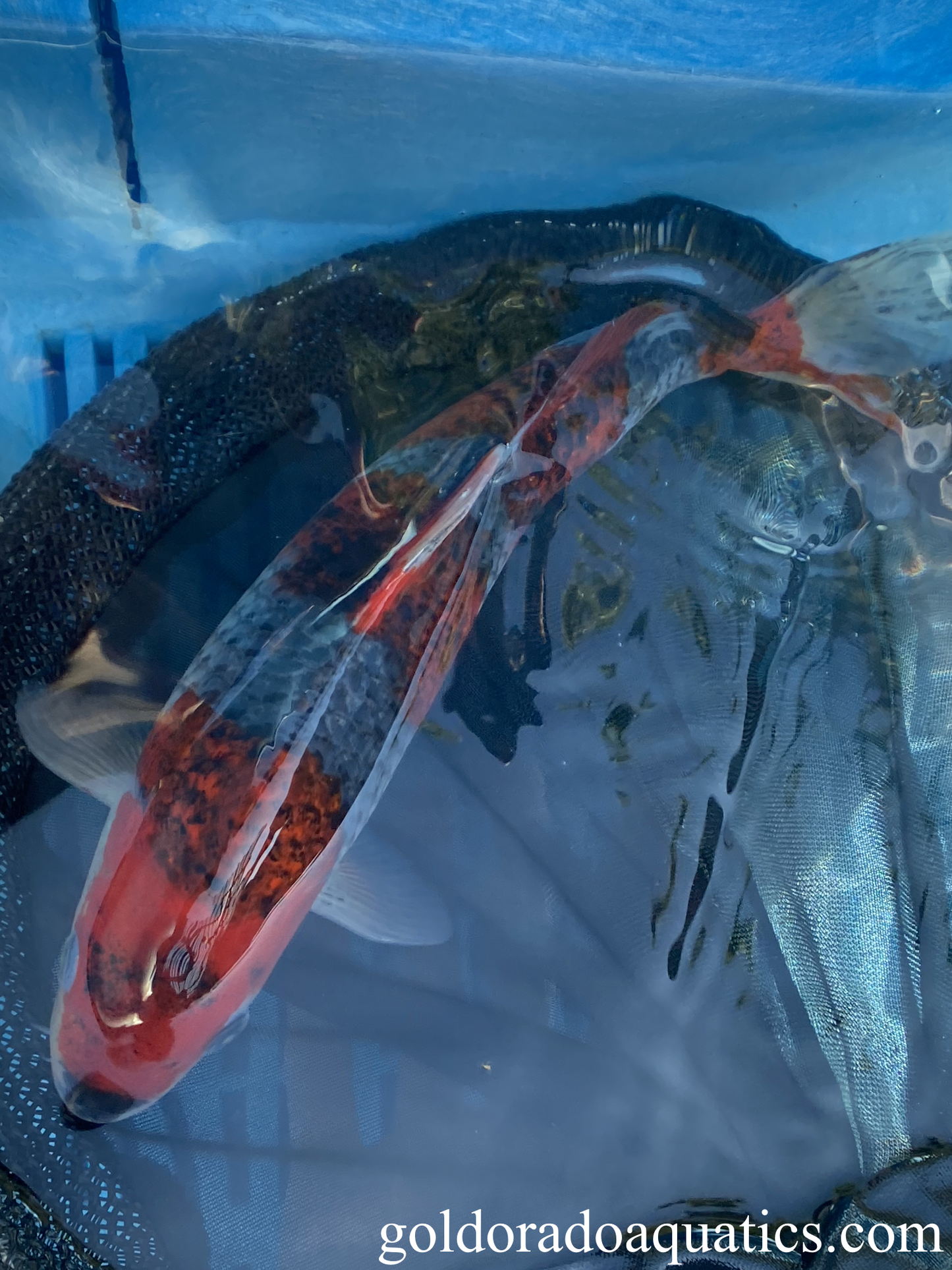 A Goshiki koi fish.