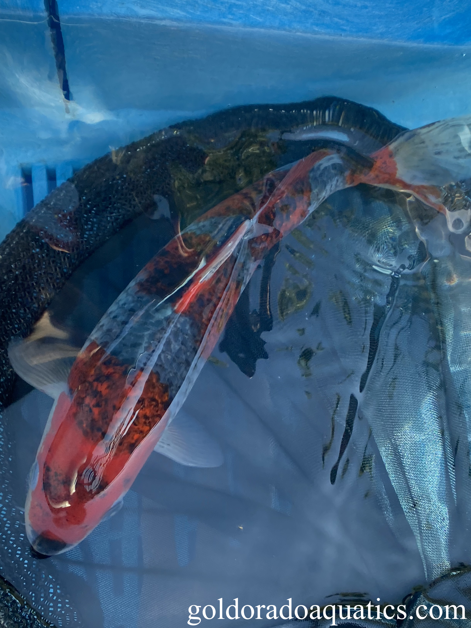 A Goshiki koi fish.