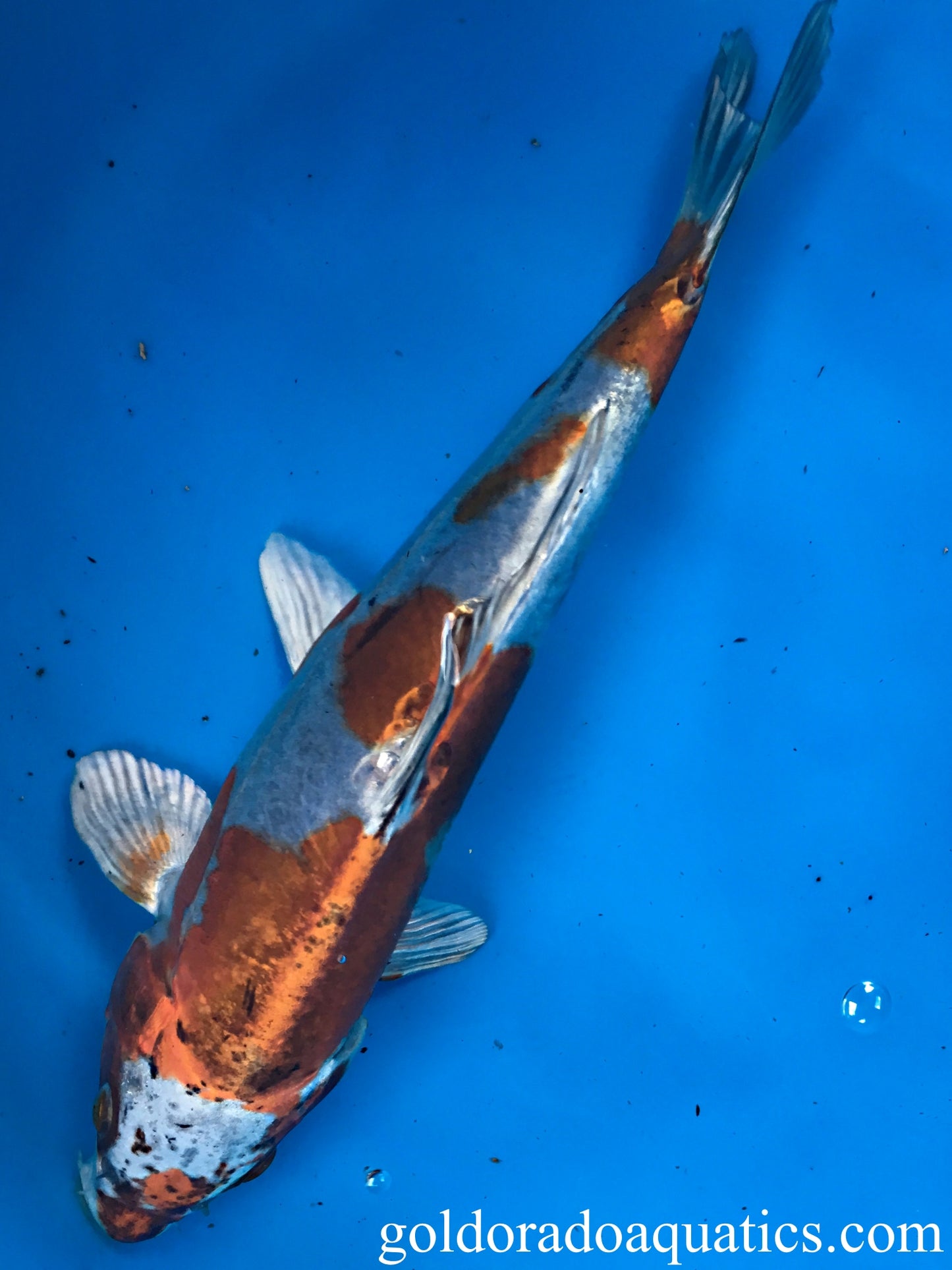 Image of a Kin Kikokuryu koi fish. A metallic scaleless tri colored koi fish consisting of red, black, and white.