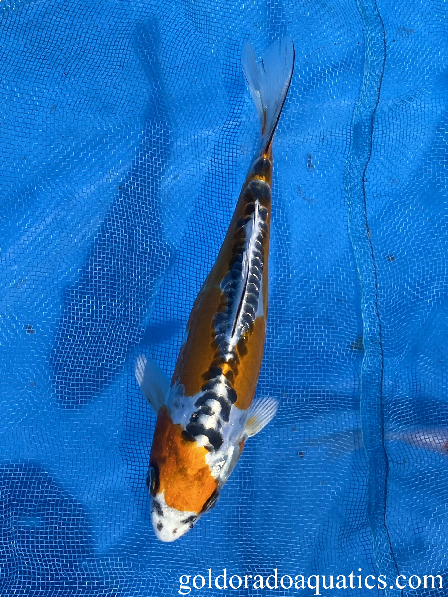 Image of a Kikokuryu koi fish. A metallic scaleless black and white colored koi fish.