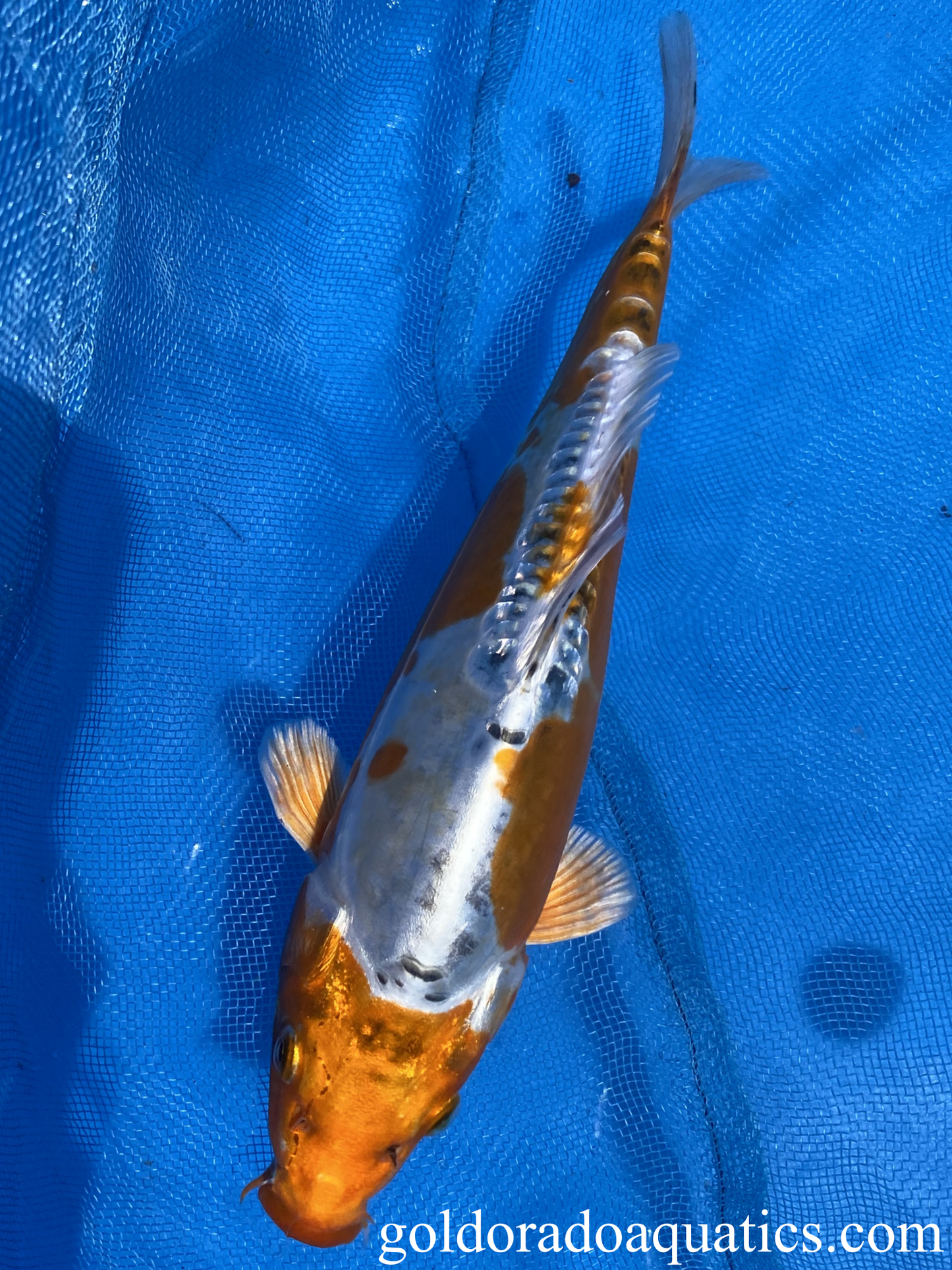 10 inch Kin Kikokuryu Koi