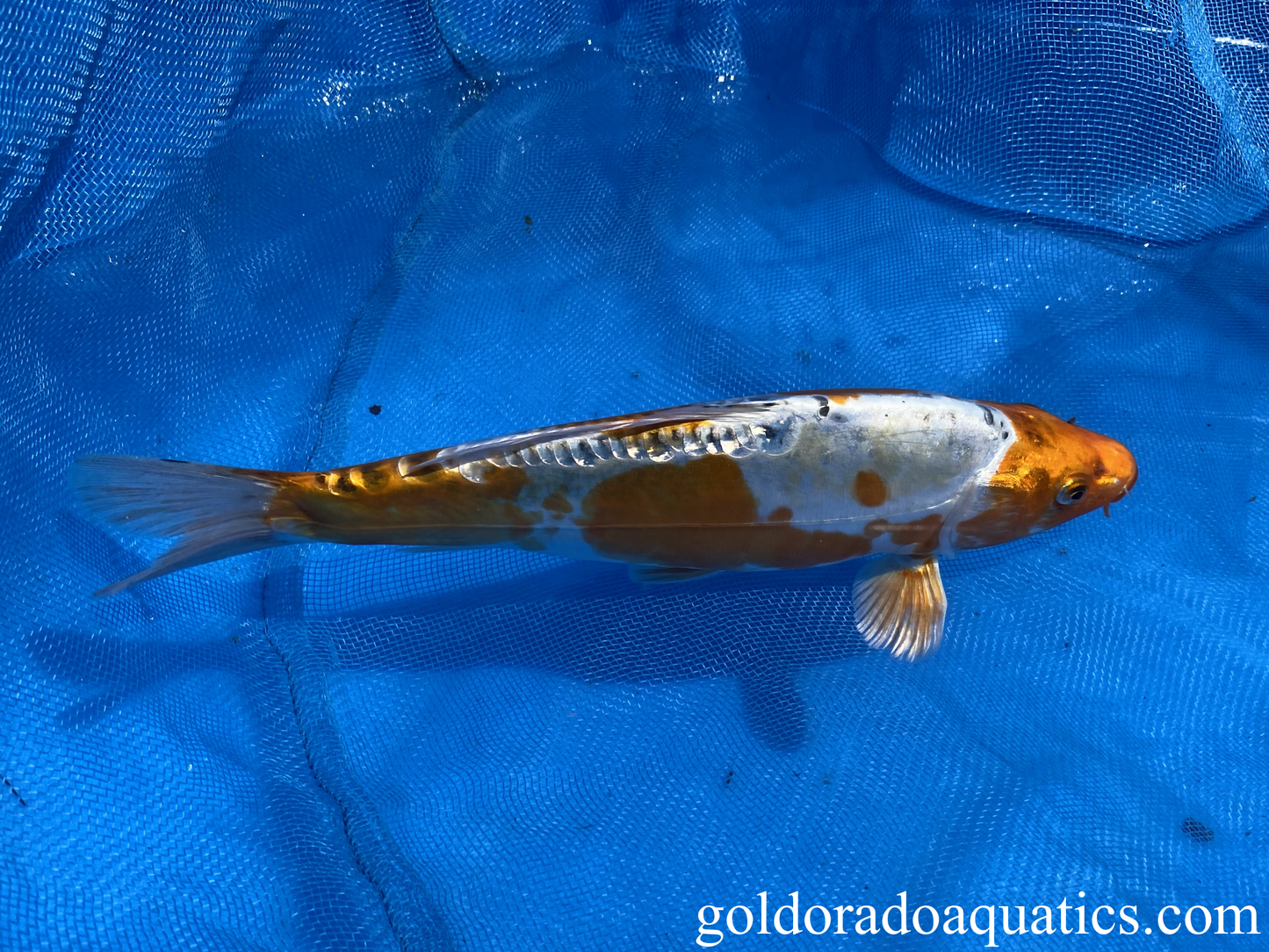 10 inch Kin Kikokuryu Koi side view