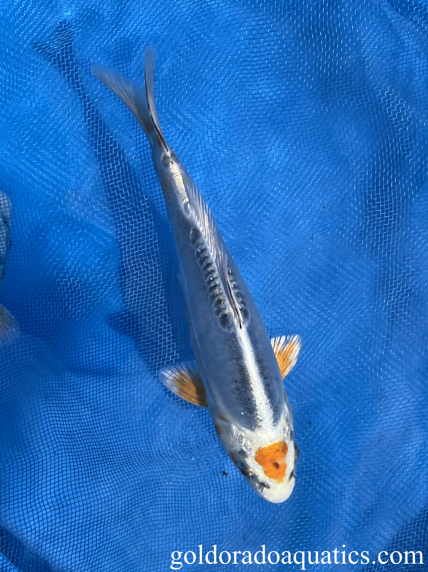 Tancho Kin Kikokuryu Koi Fish