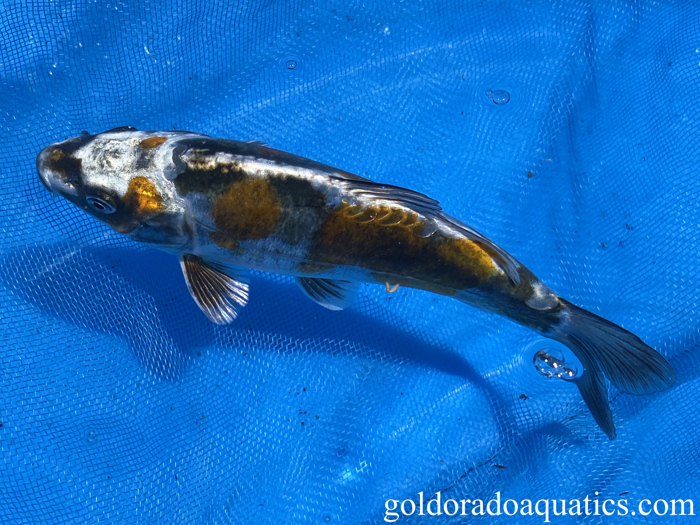 kin kikokuryu 7 inch koi fish side view