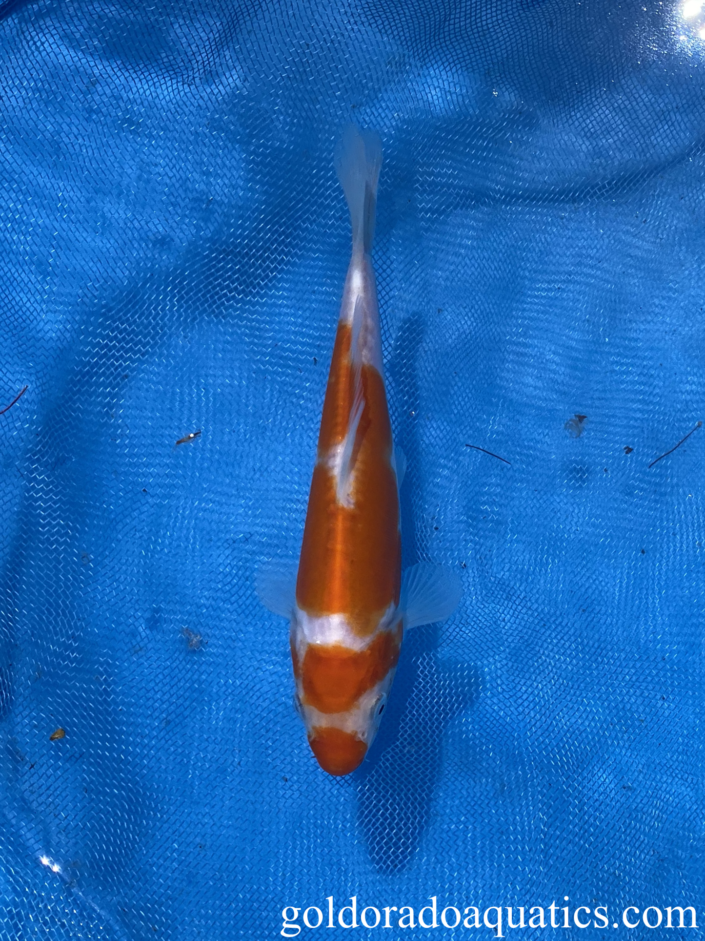 doitsu kohaku 6"