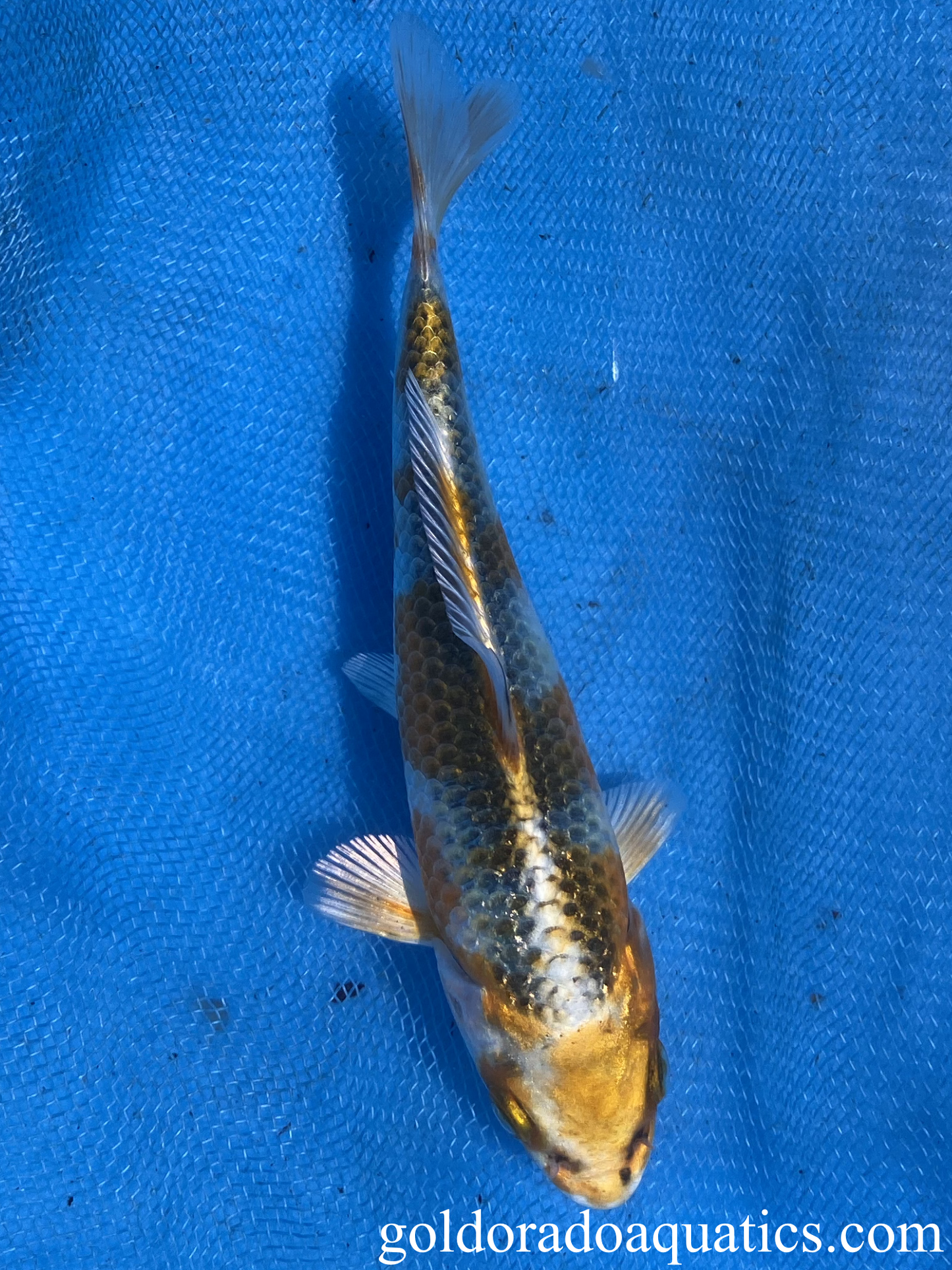 kujaku koi fish