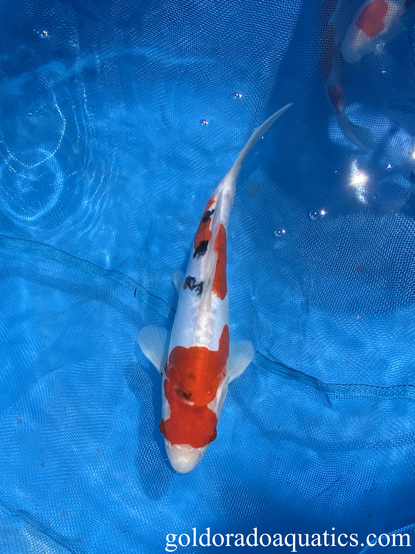 Image of a Taisho Sanshoku koi fish. A scaleless tri colored koi fish consisting of red, black, and white.