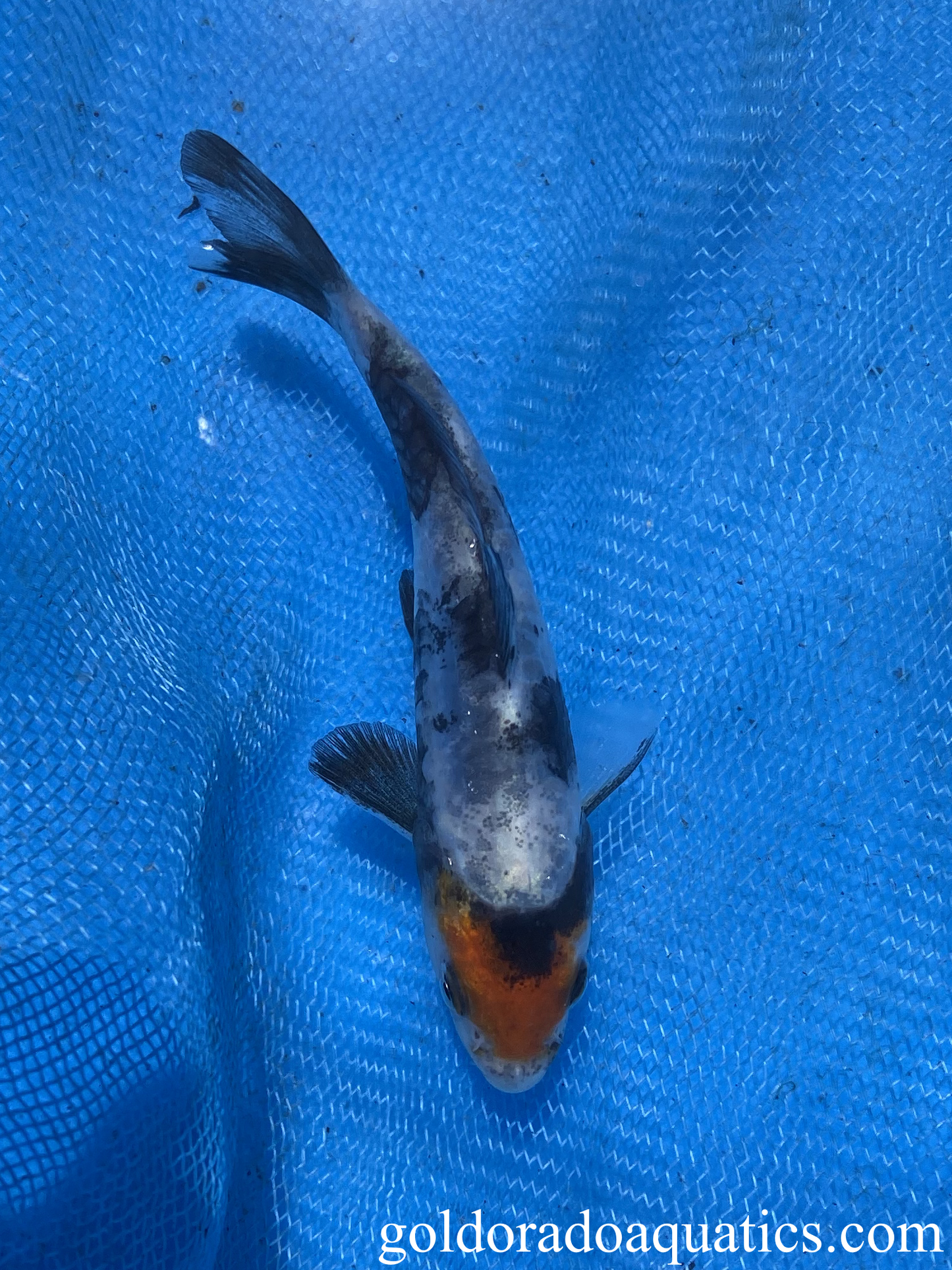 tancho doitsu showa sanshoku koi