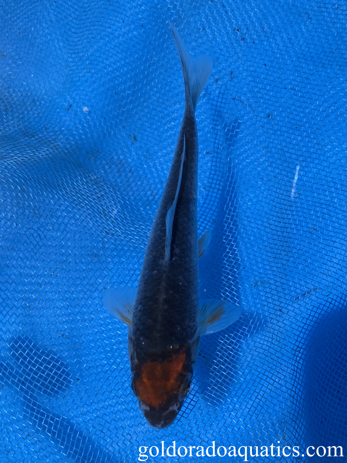 tancho goshiki black