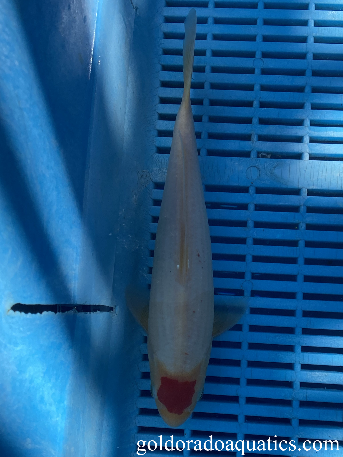 A white koi fish with a circular red pattern on the head.