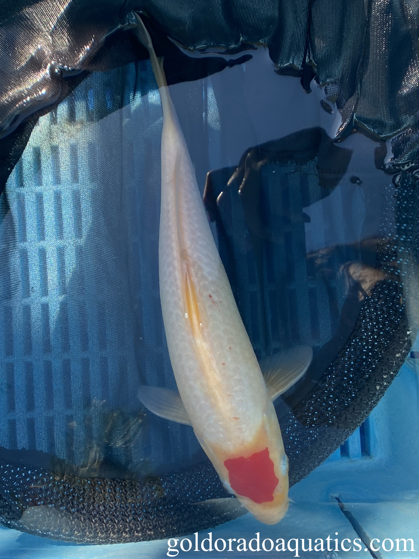 A white koi fish with a circular red pattern on the head.