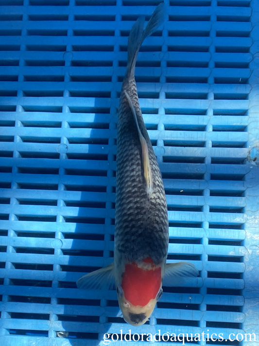 A Tancho Goshiki koi fish.