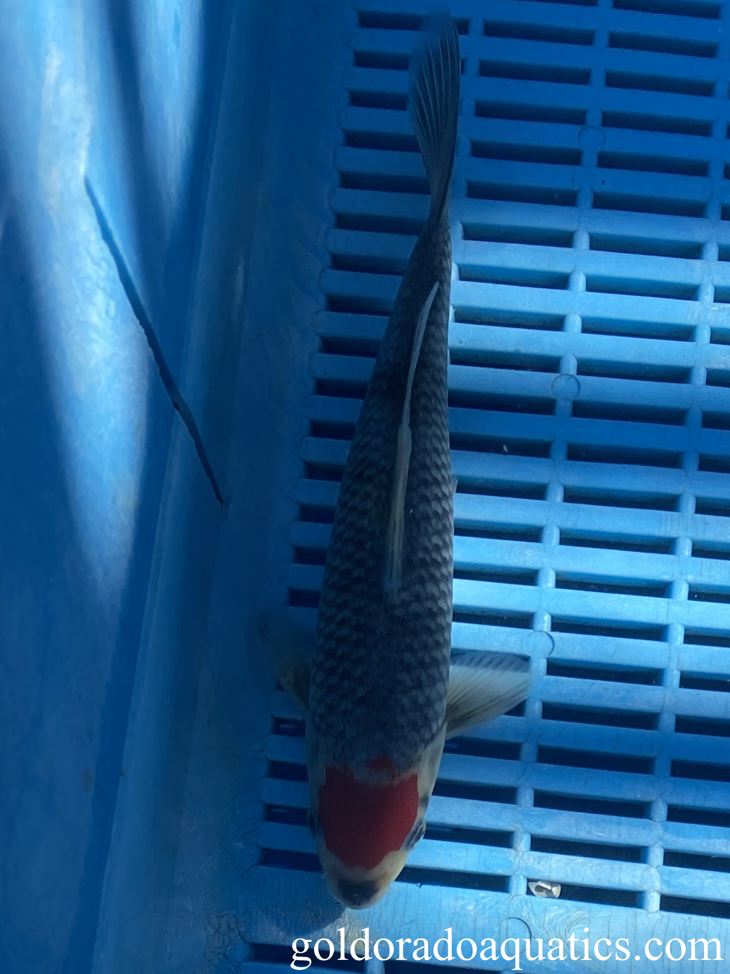 A Tancho Goshiki koi fish.