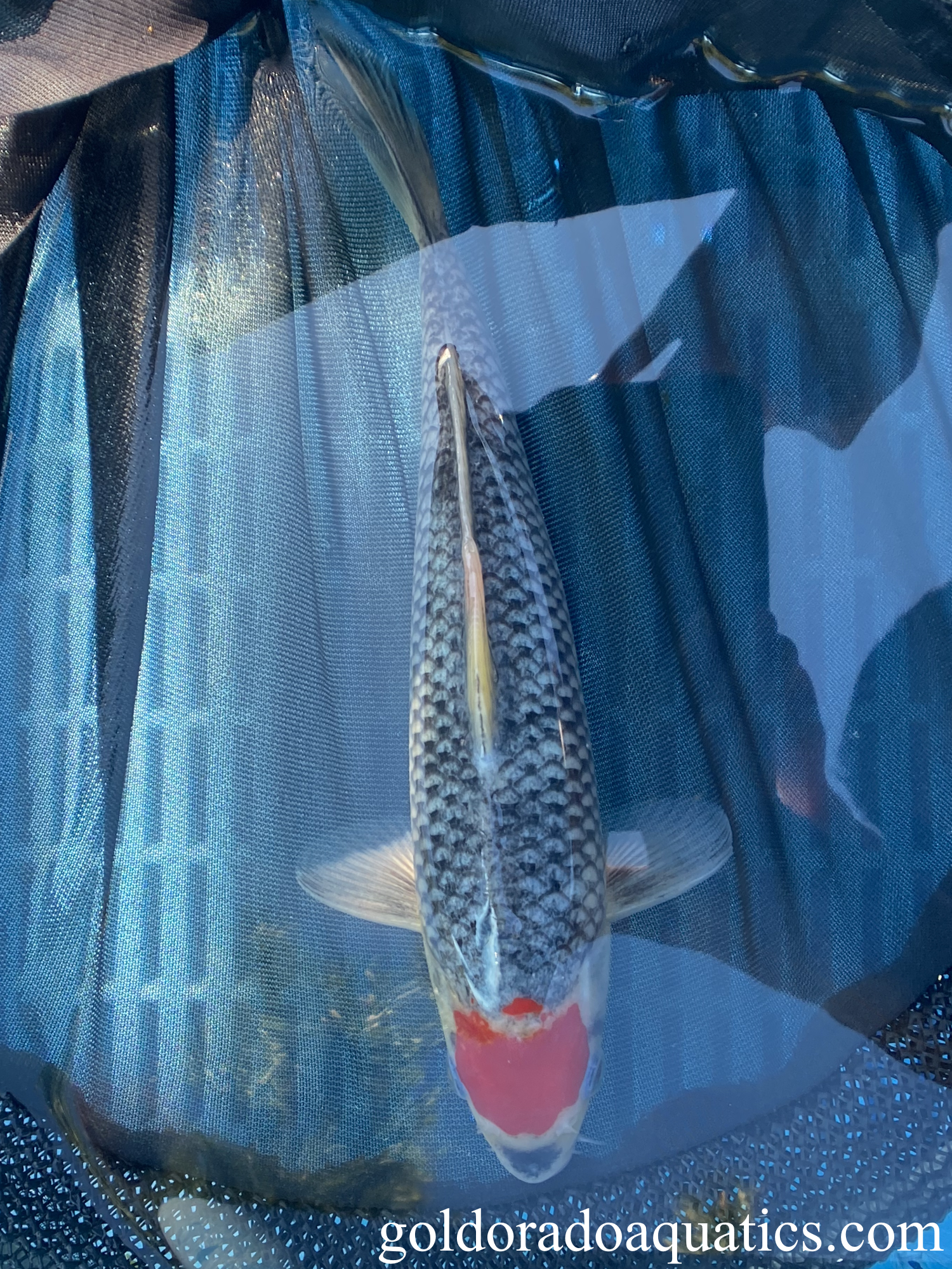 A Tancho Goshiki koi fish.