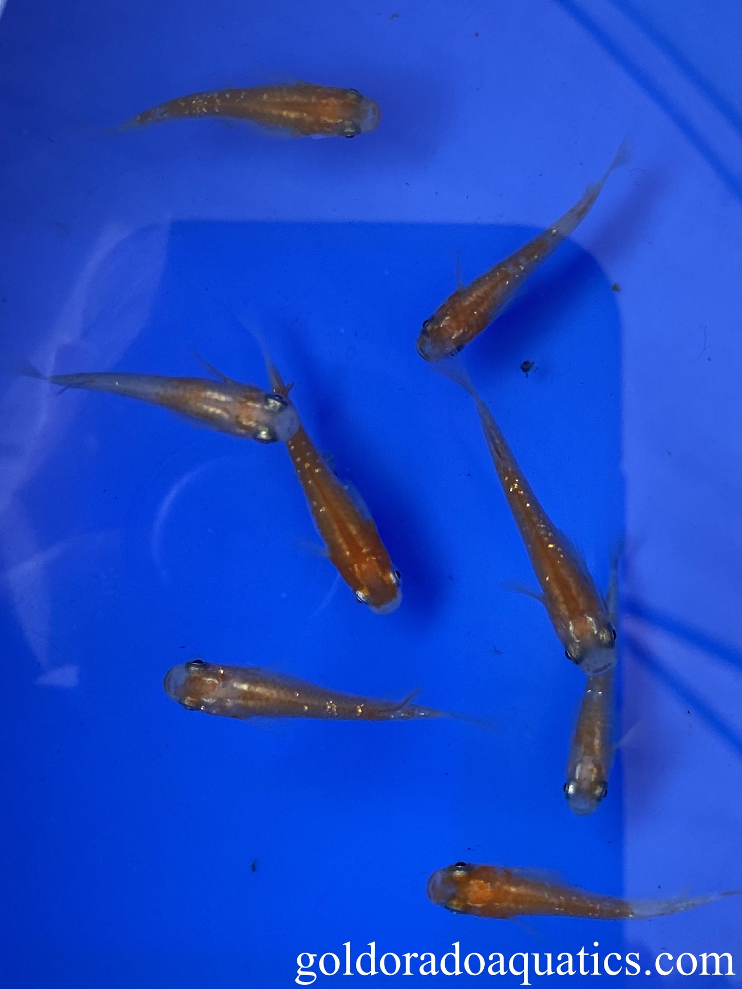 An image of a shoal of diamond scaled kohaku Japanese rice fish.