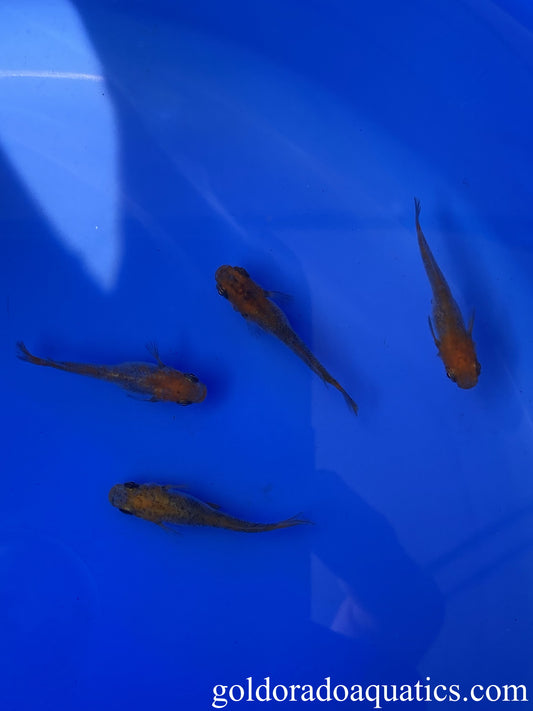 An image of a shoal of black and red Japanese rice fish.