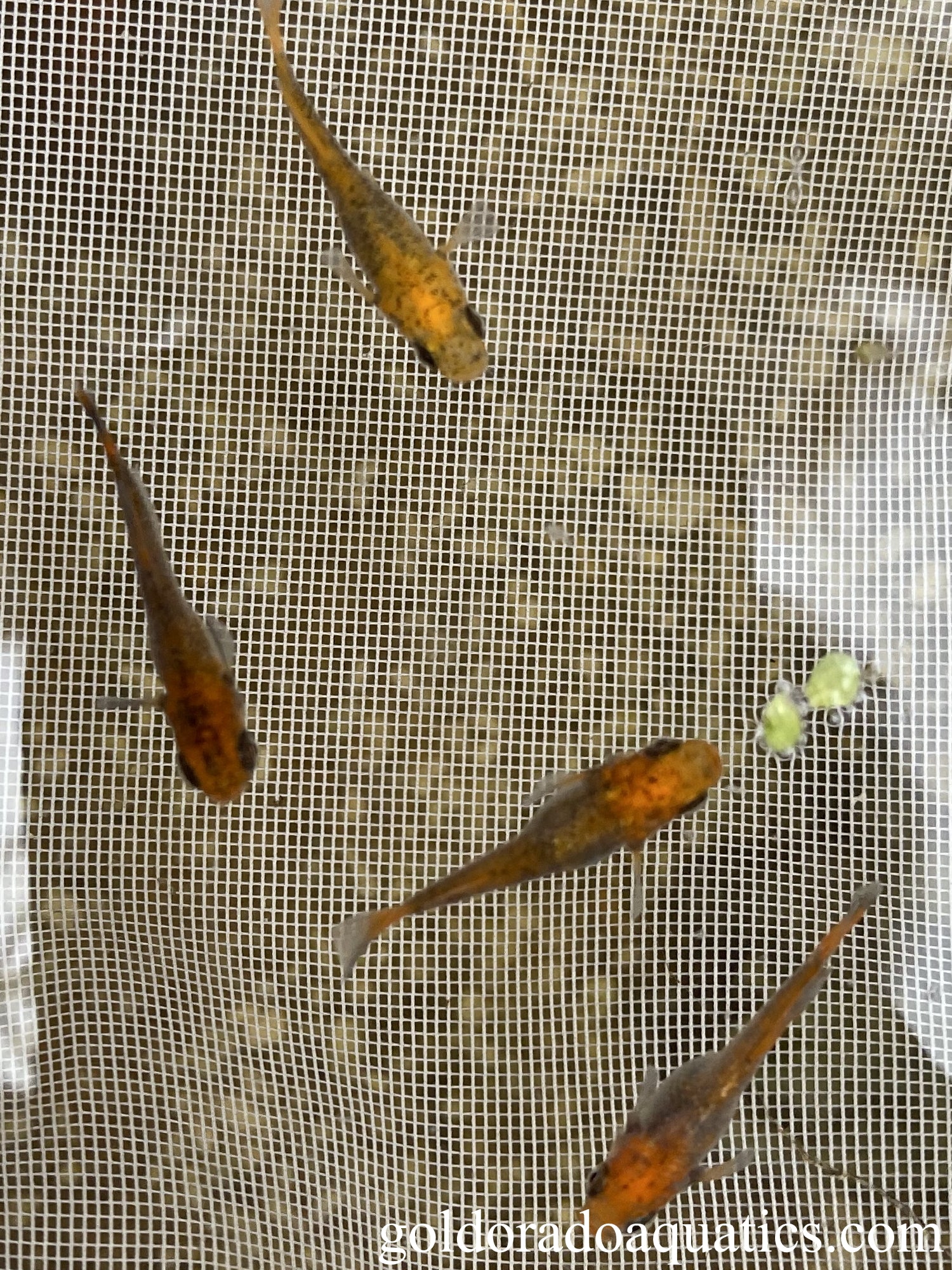 A net of Otohime rice fish. A small freshwater fish with orange and black coloration.