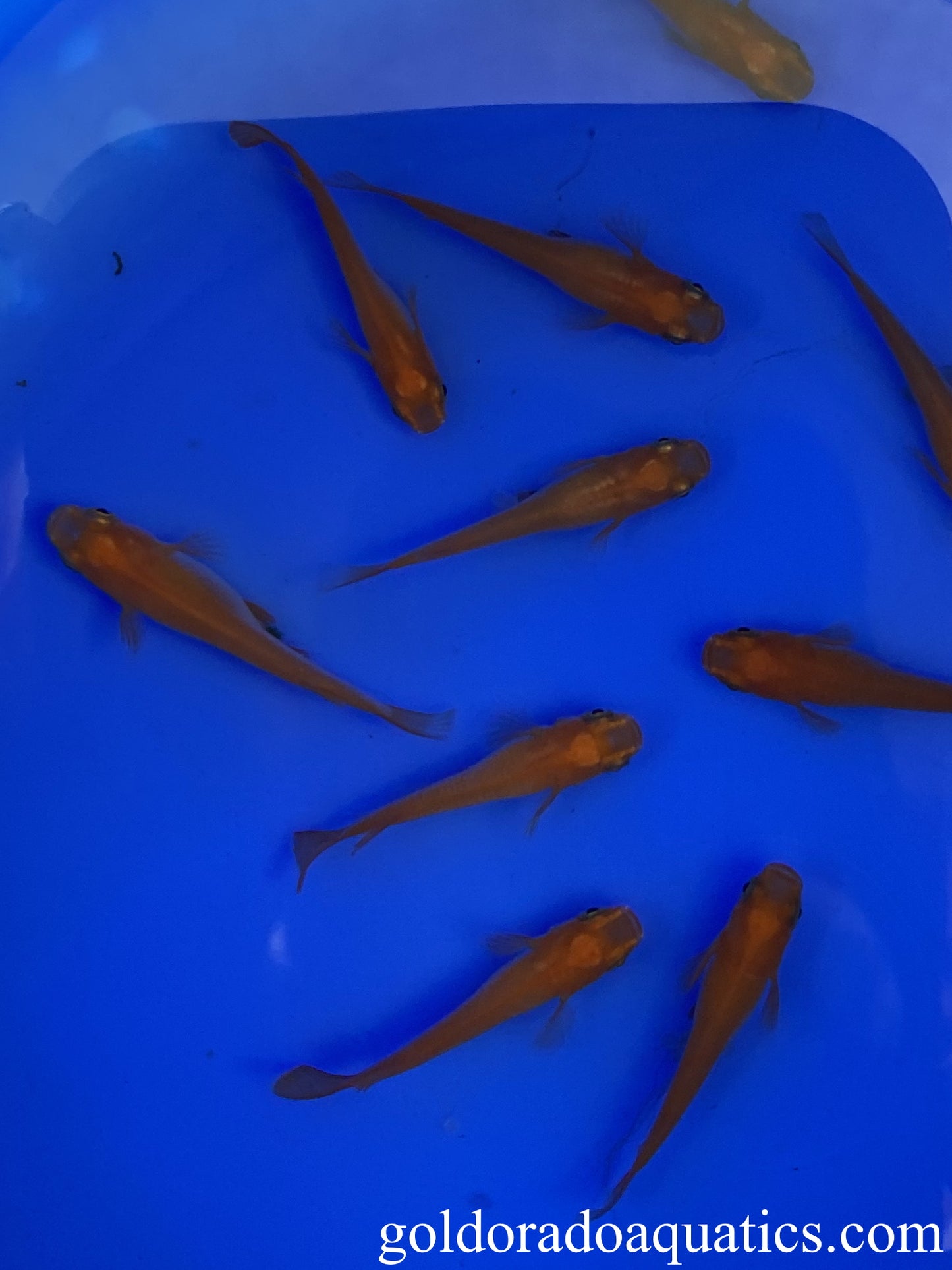 An image of a shoal of deep orange Japanese rice fish.