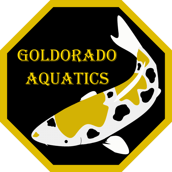 The logo of Goldorado Aquatics. An octagonal shaped icon with gold borders featuring an artwork of a koi with a white base with gold and black pattern. Goldorado Aquatics is written above the koi art in gold.