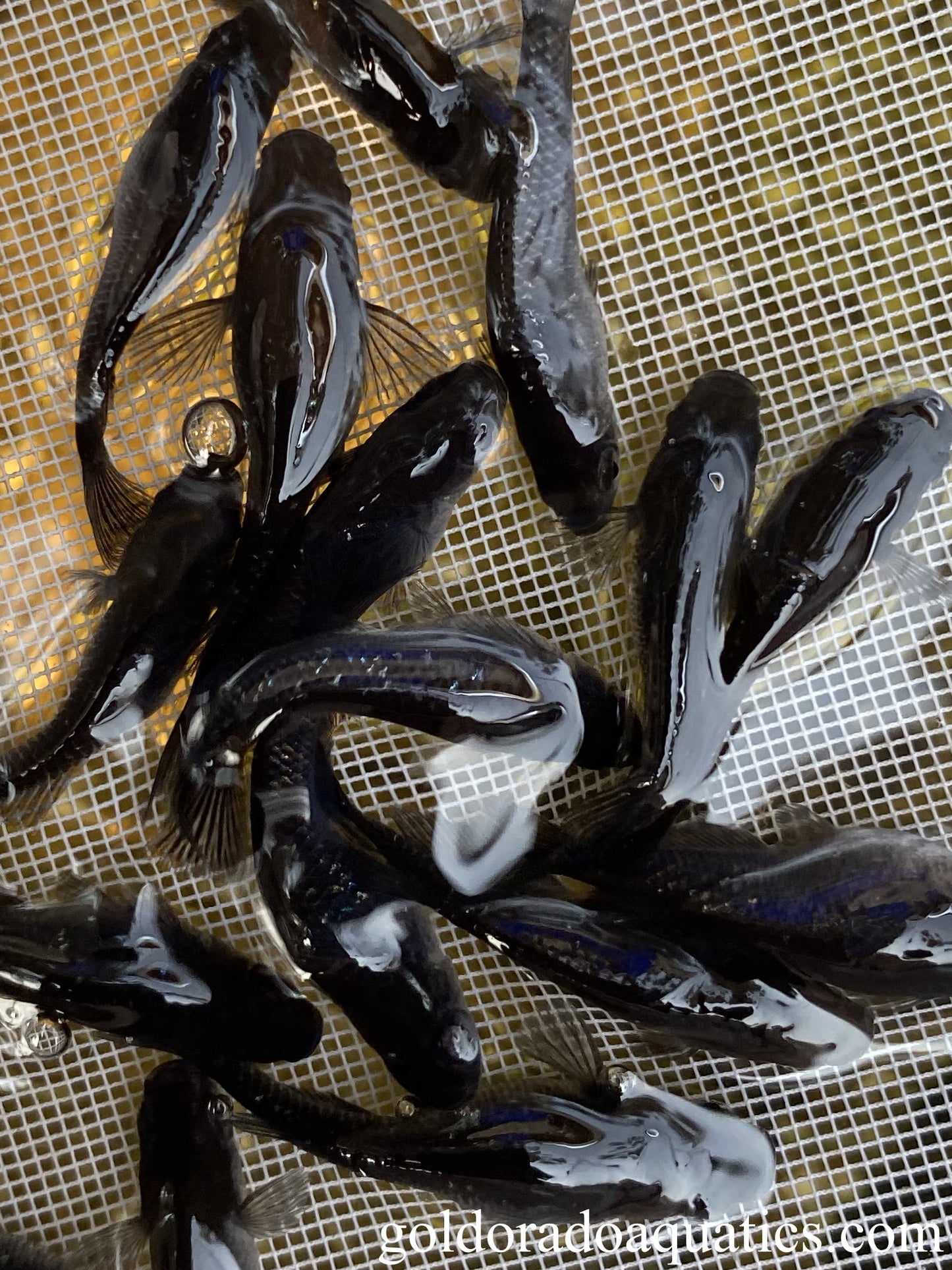 An image of a shoal of black Japanese rice fish caught in a net.