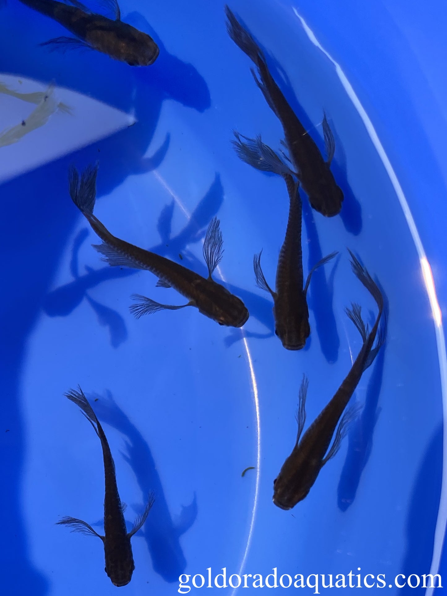 An image of a shoal of longfin black Japanese rice fish.