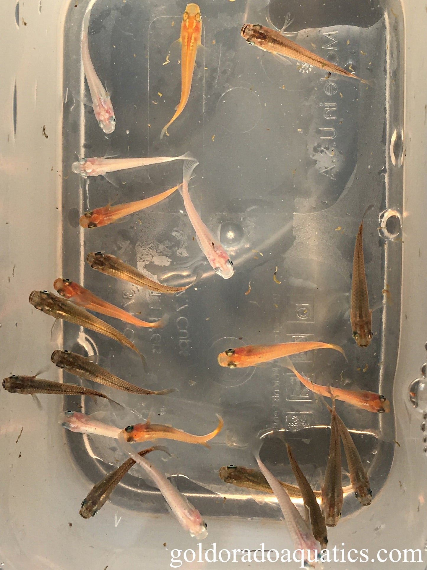 An image of a shoal of assorted orange. white, and dark brown Japanese rice fish.