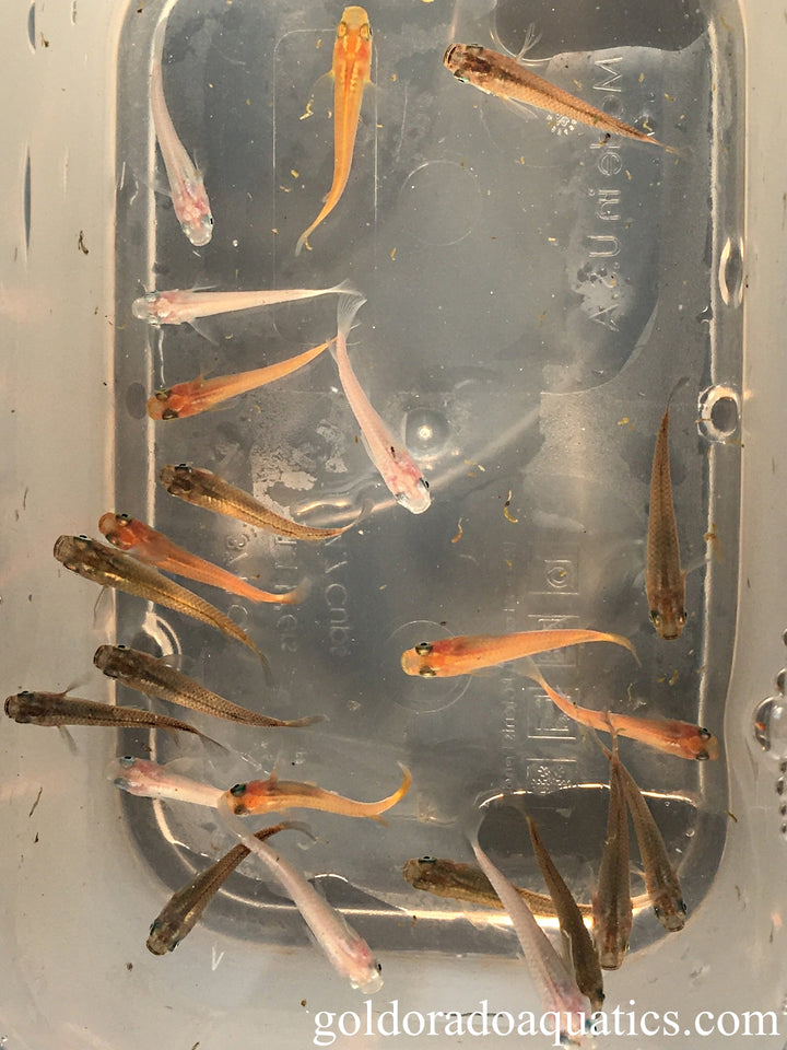 Japanese Rice Fish / Medaka – Goldorado Aquatics