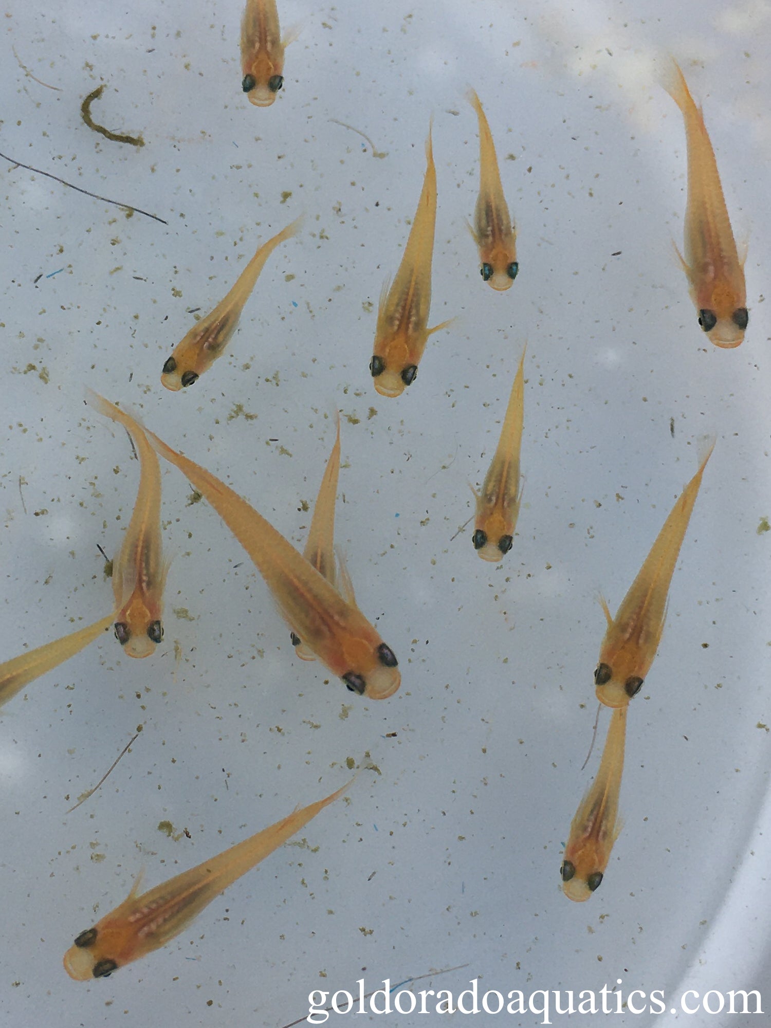 An image of a shoal of orange Japanese rice fish.