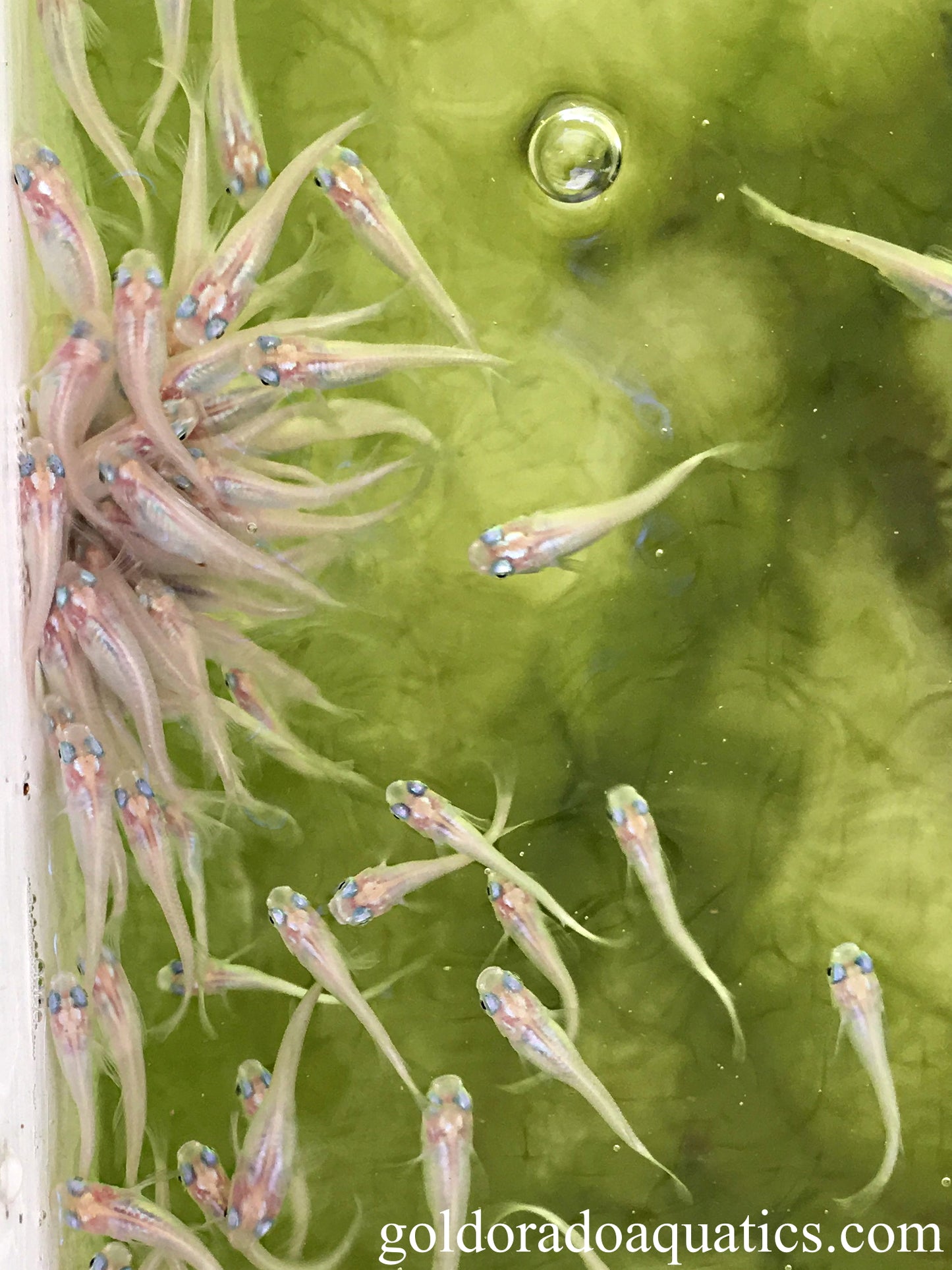 An image of a shoal of white Japanese rice fish.